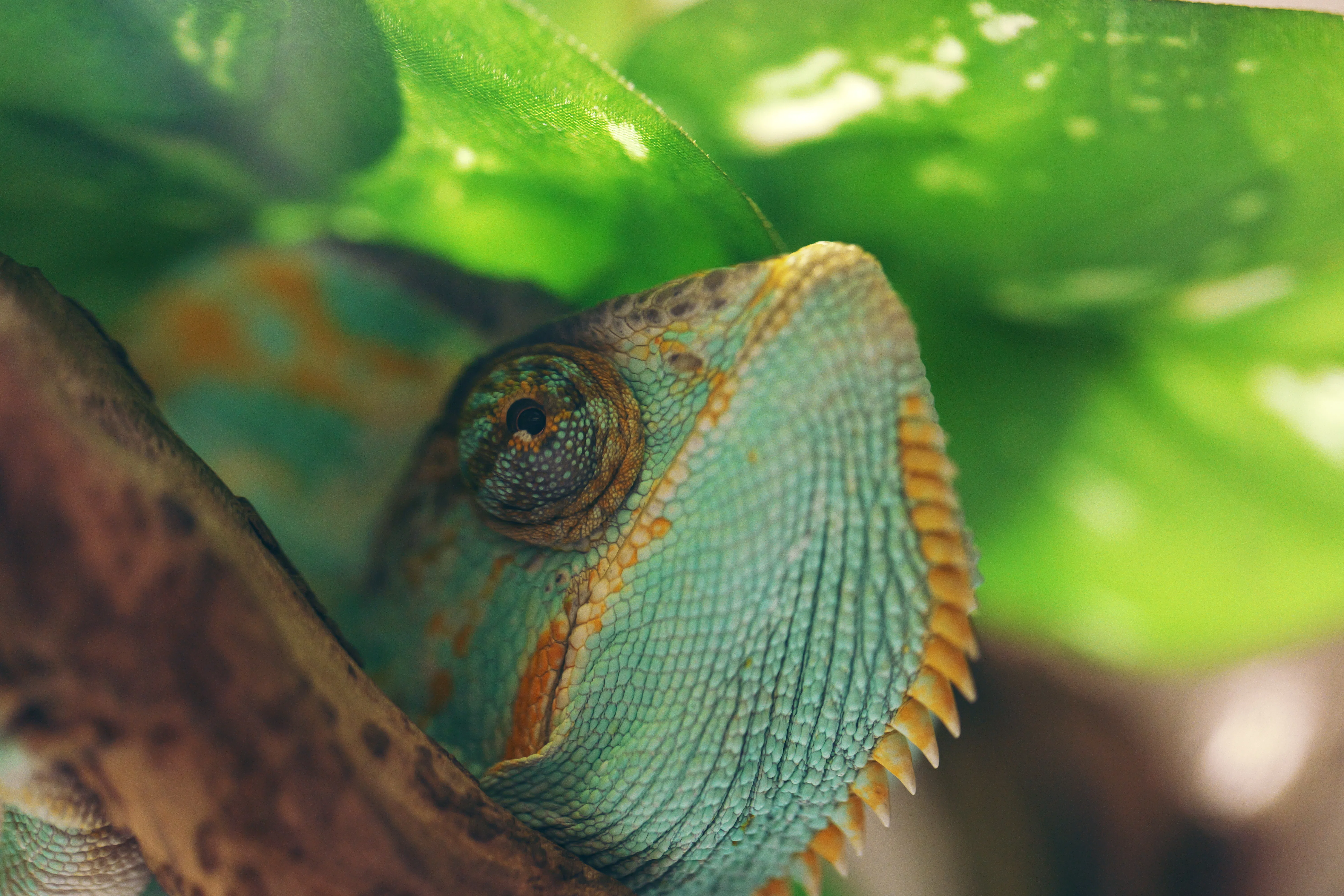 LUMIX S 100mm F2.8 MACRO 【Photo Journey #12】｜LUMIX Lens Letters
