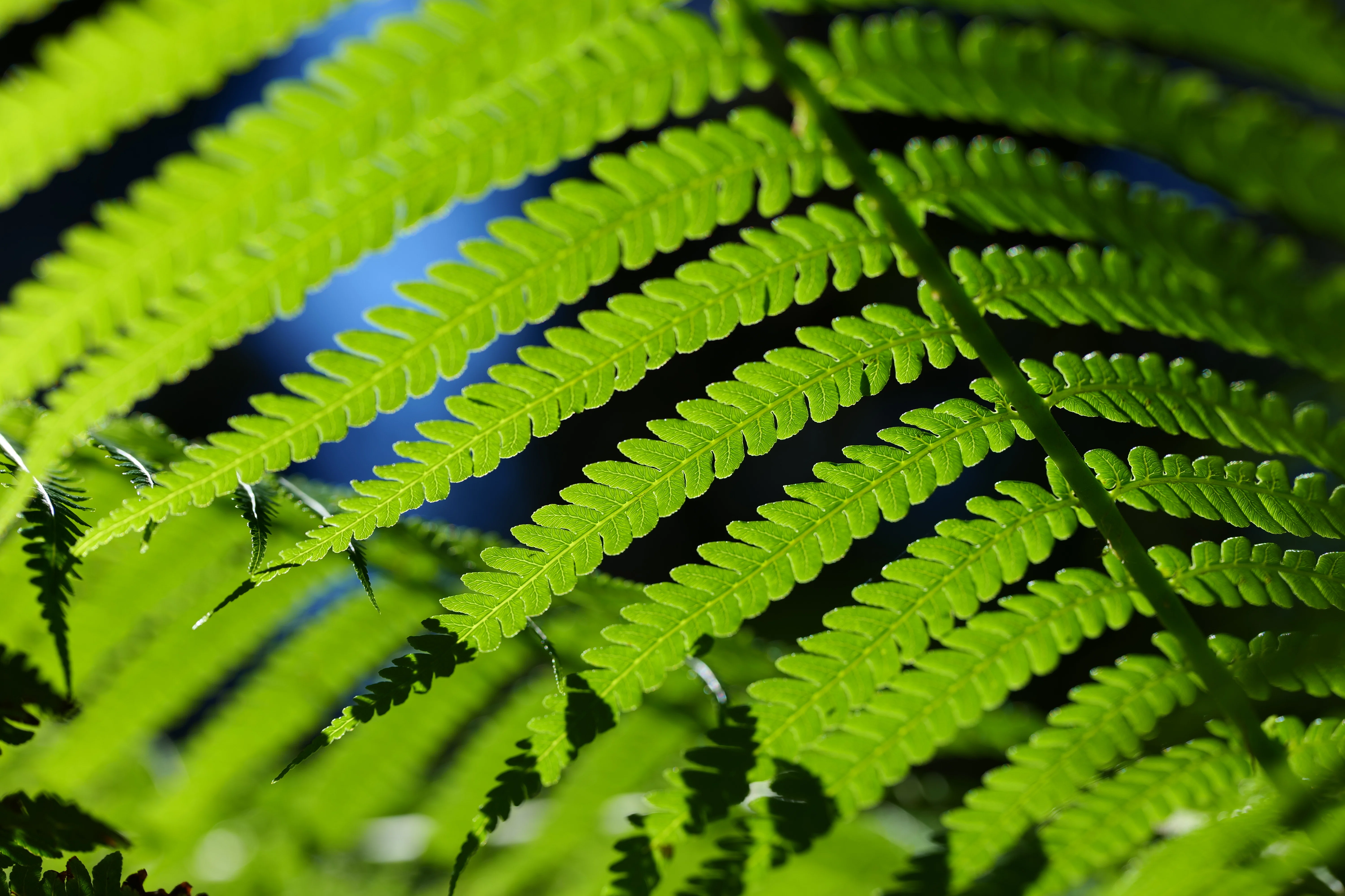 LUMIX S 100mm F2.8 MACRO 【Photo Journey #12】｜LUMIX Lens Letters