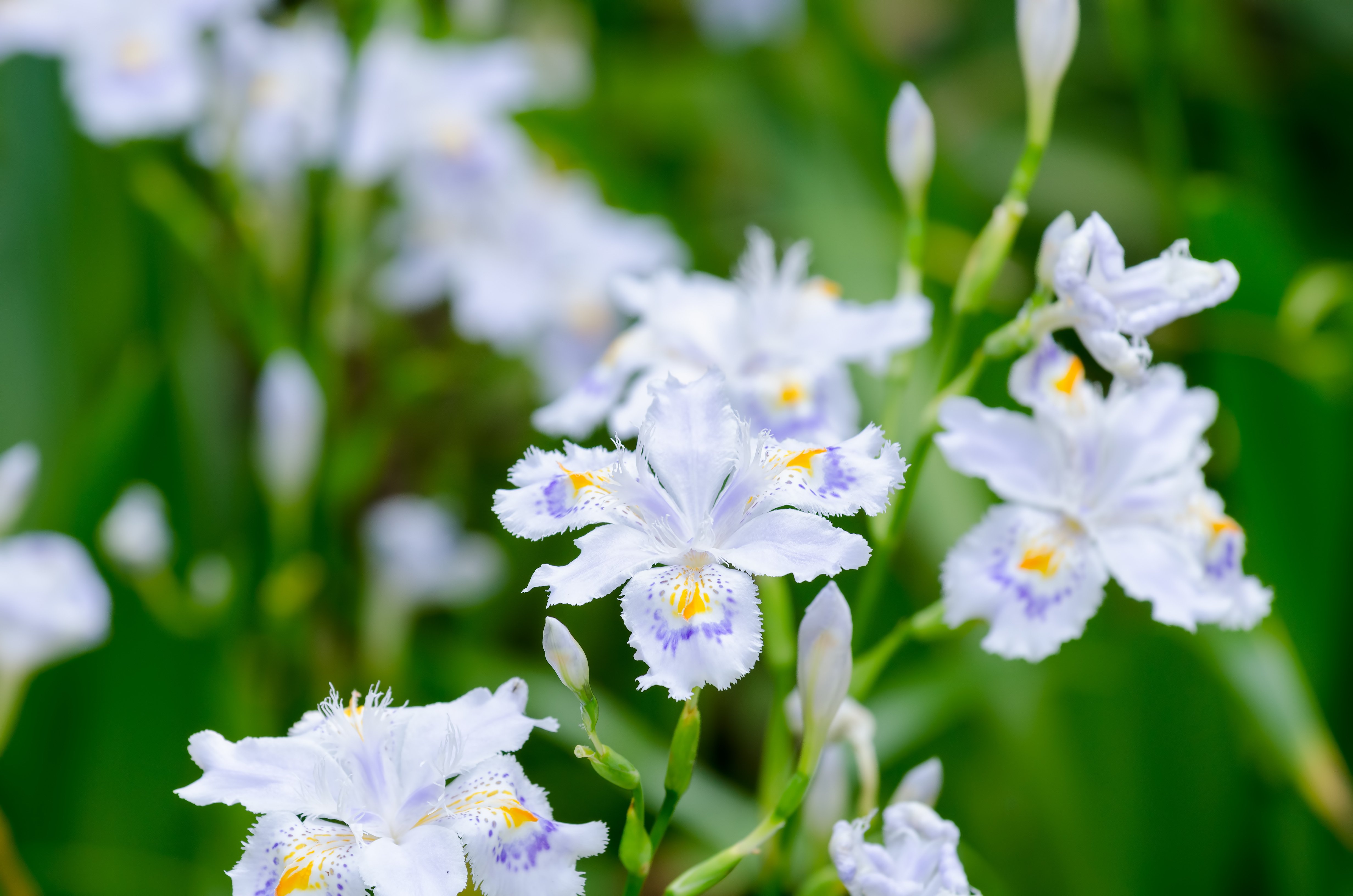 種を作らない不思議な花・シャガ｜ichirin