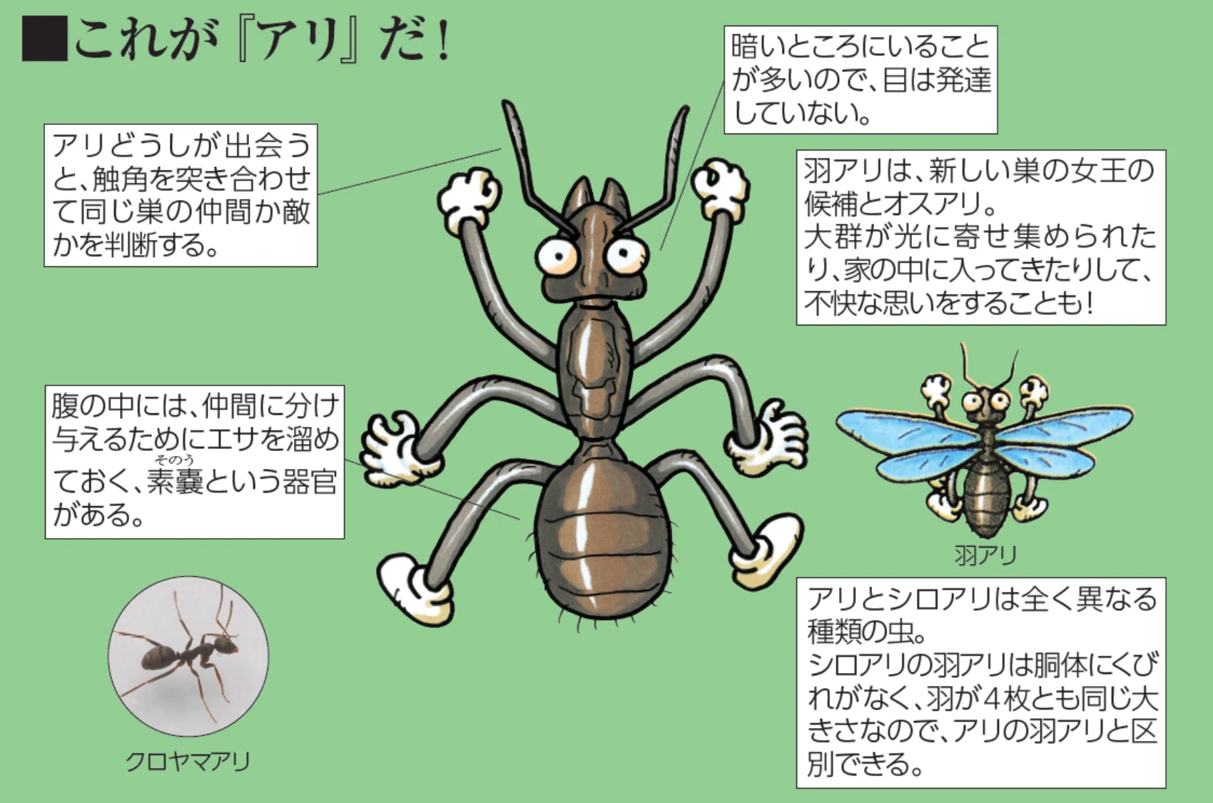 ありの住みか  アリ ～大家族の、したたかな生態。駆除と対策について。｜KINCHO公式