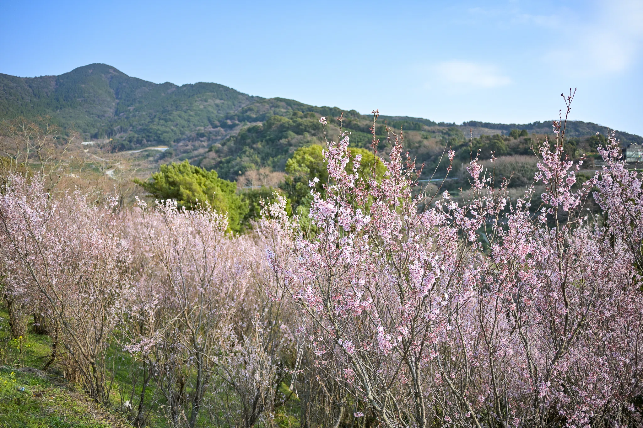 メジロ舞う早春の桜～てんすい桜～げんやま展望公園（熊本県玉名市