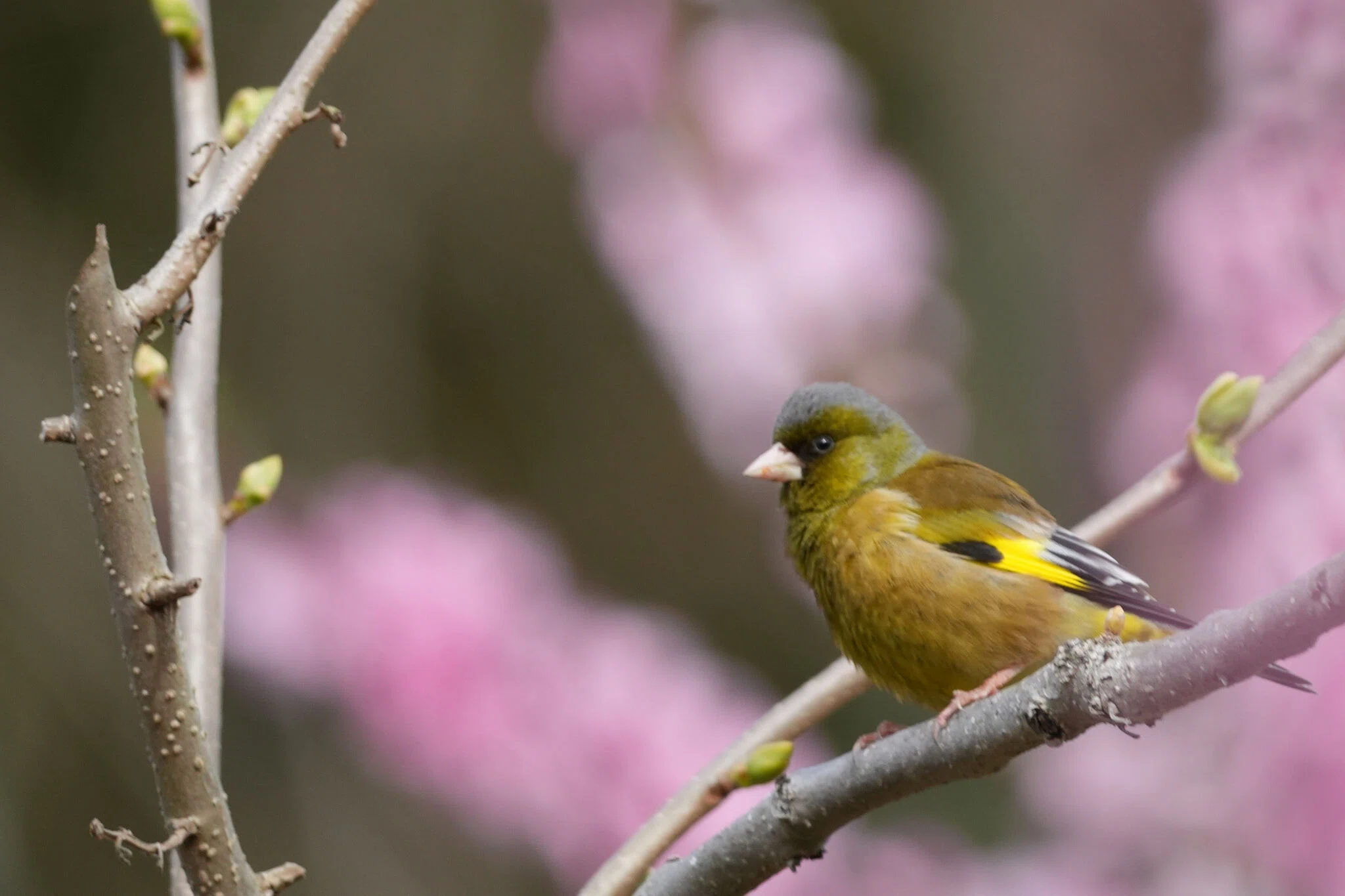 野鳥撮影 (2025-04-04) FE 400-800mm F6.3-8 G OSS｜R-Y-O
