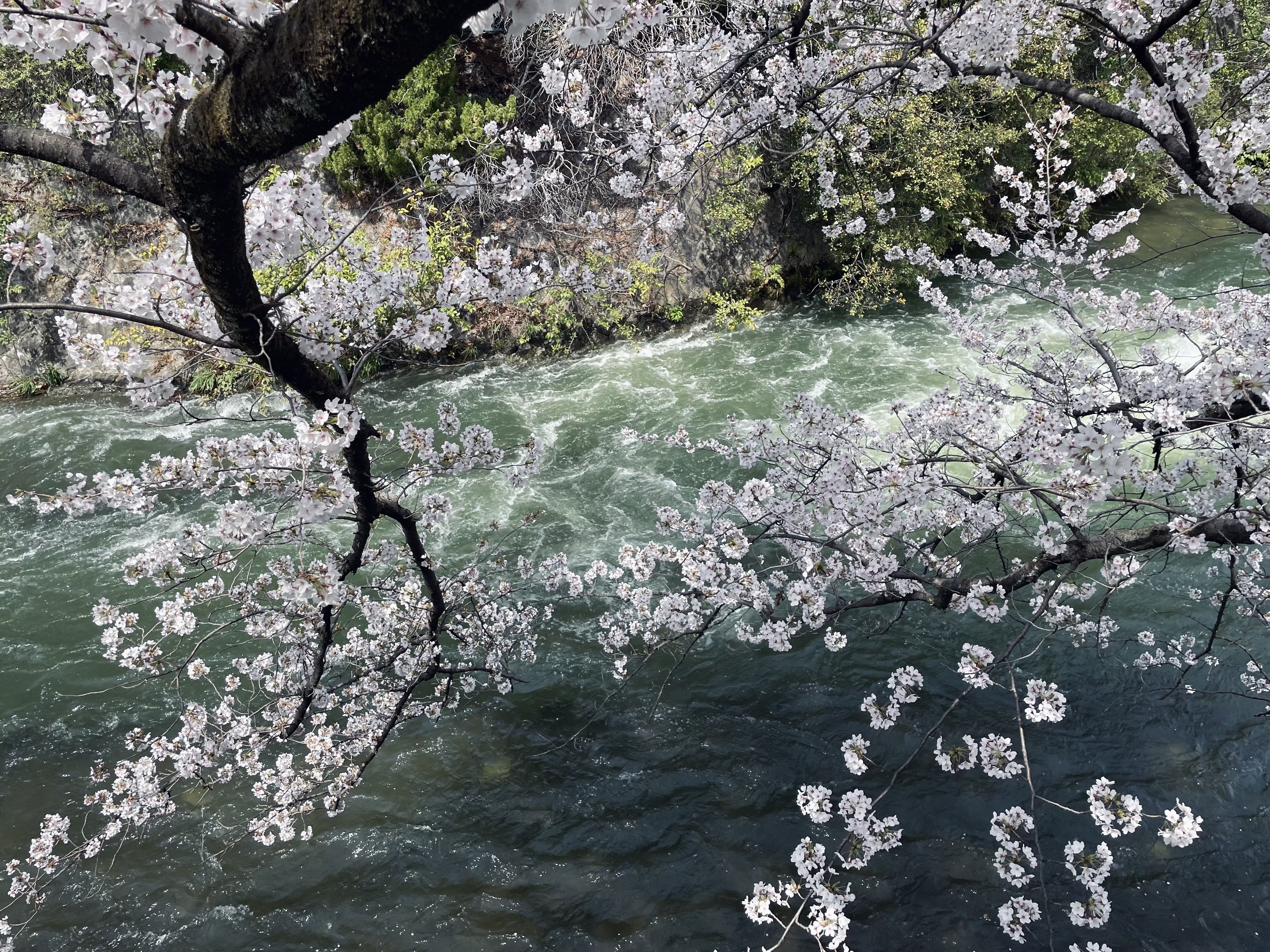 桜散る 水面に流れる零れ桜。去りゆく春の散歩道｜あをそめ.