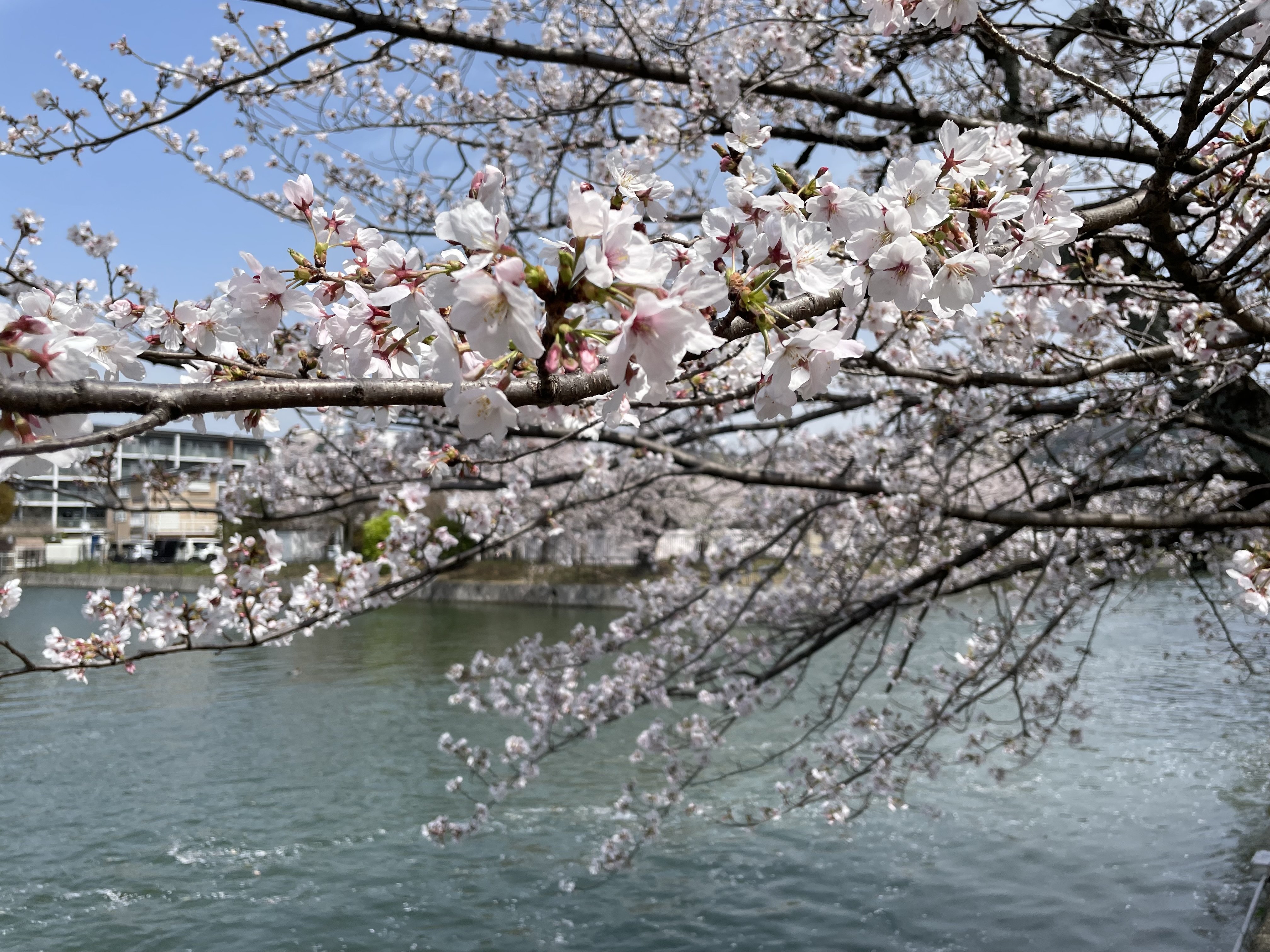 水面に流れる零れ桜。去りゆく春の散歩道｜あをそめ.