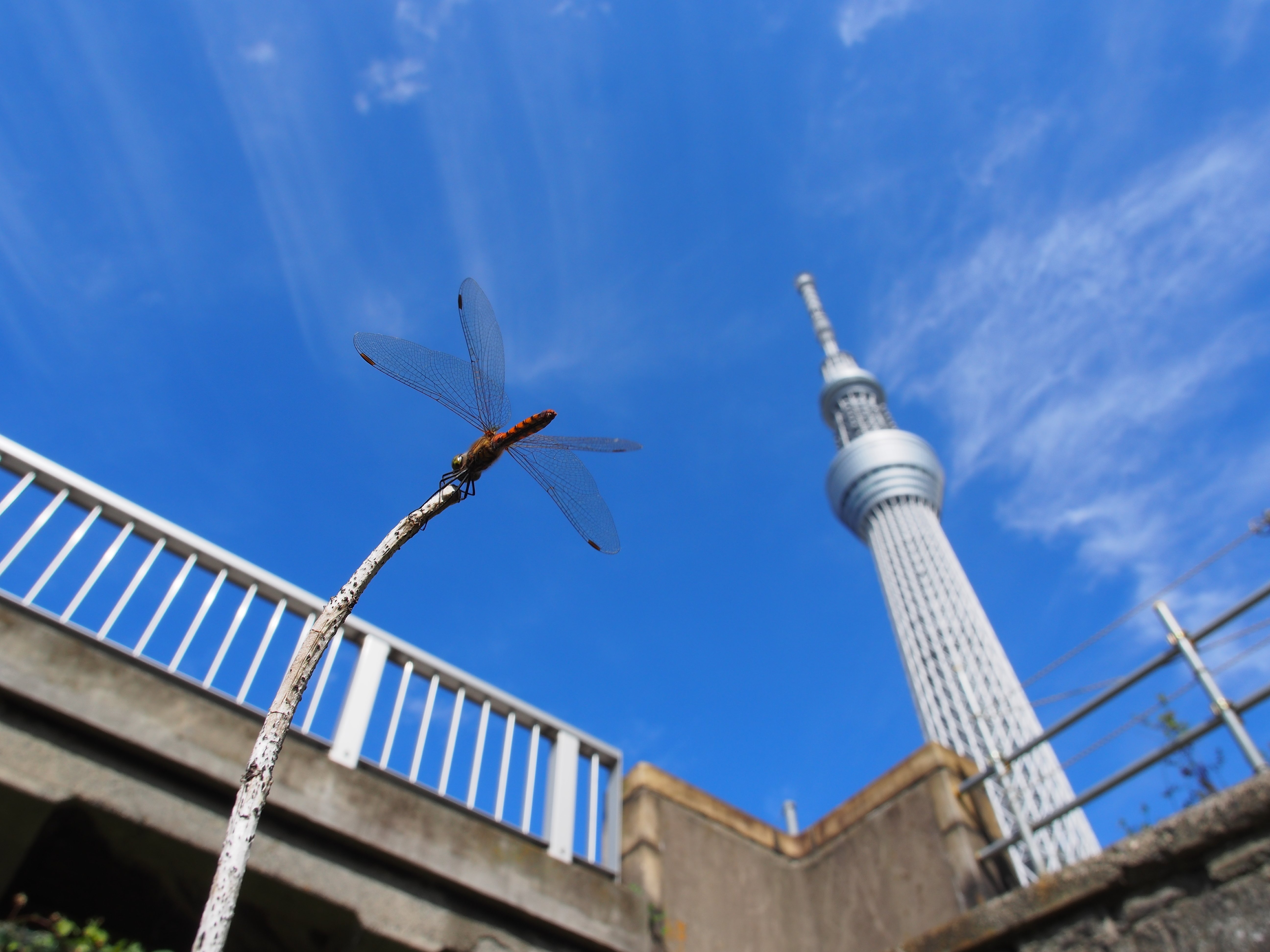 な*ん様 Klymit INTERTIA OZONE RECON コヨーテサンド 小さな世界をのぞいてみよう！#01 花・昆虫を撮る魅力｜OM SYSTEM