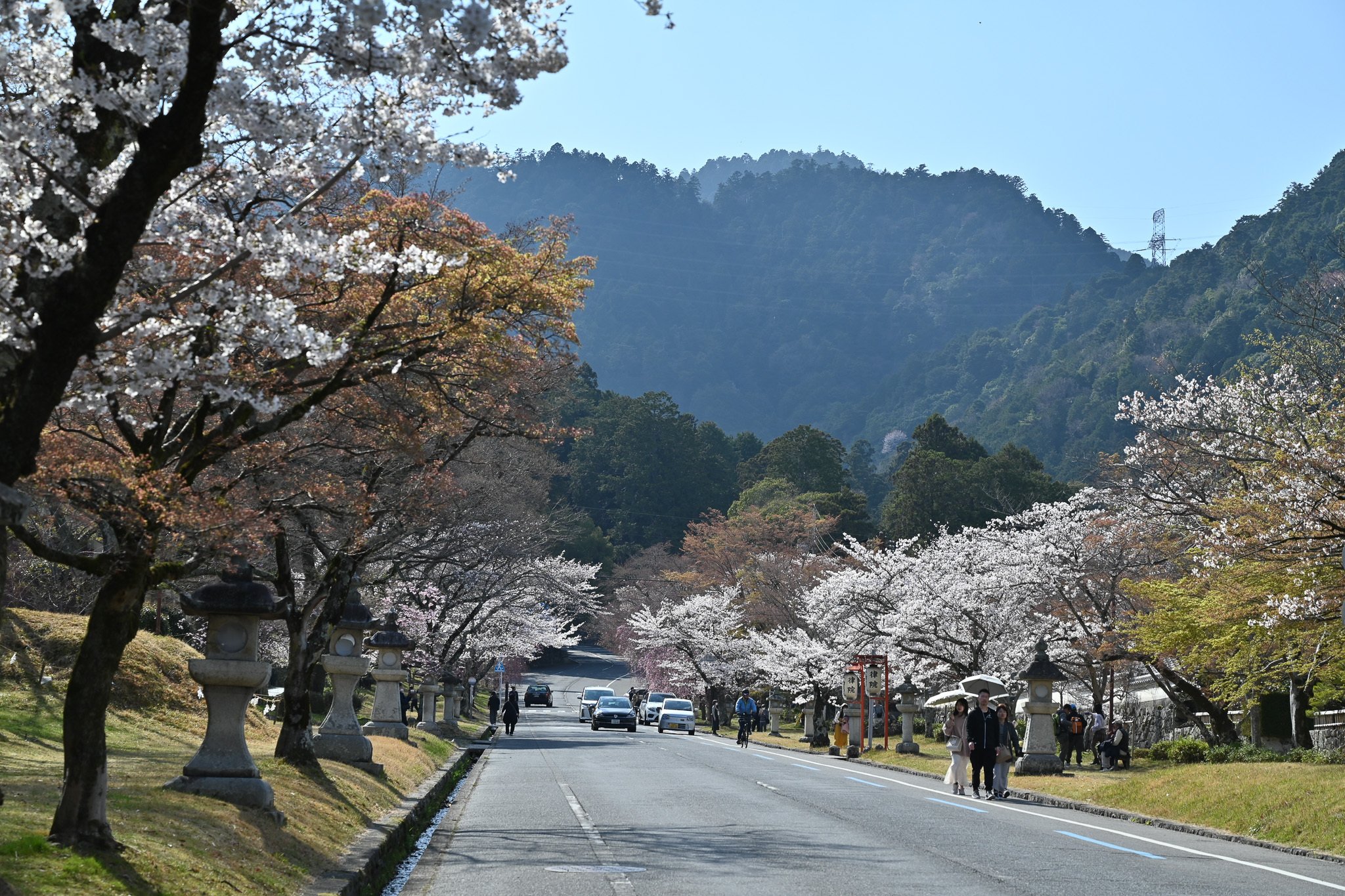 大津市坂本 桜散歩(25.4.6)｜京都散歩記録
