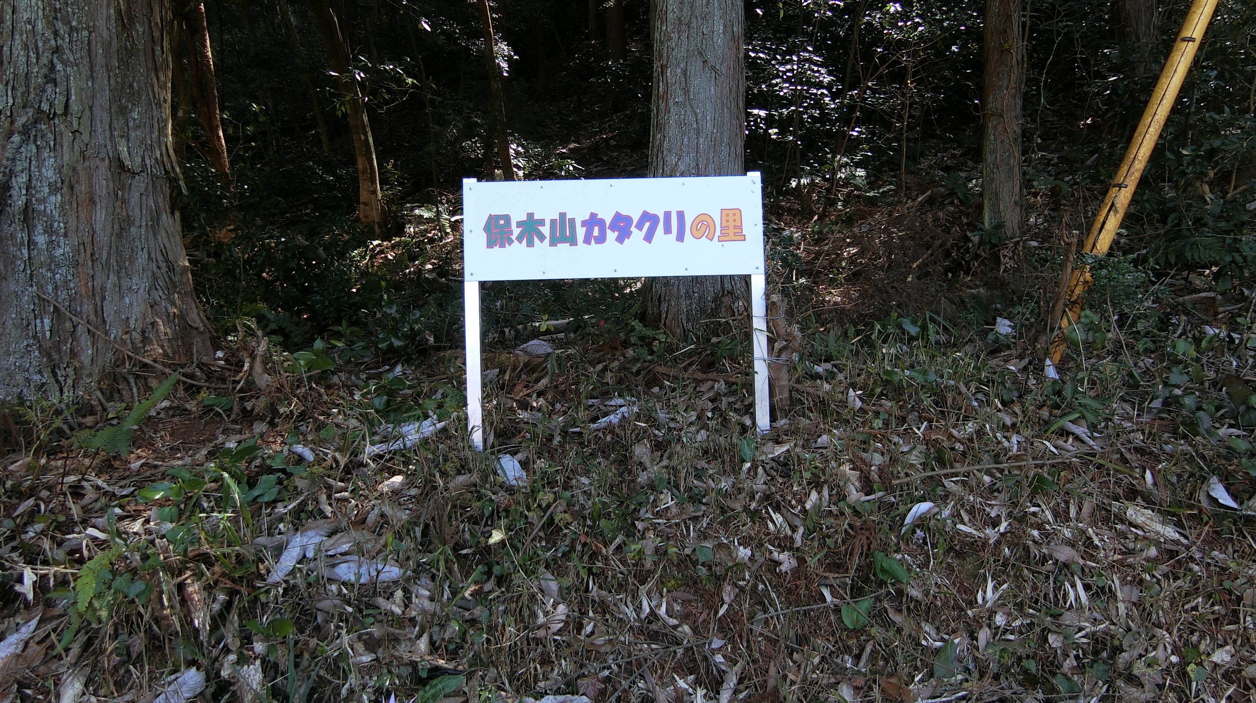 ギフチョウ飛び交うカタクリの群生地 保木山カタクリの里(岐阜県関市