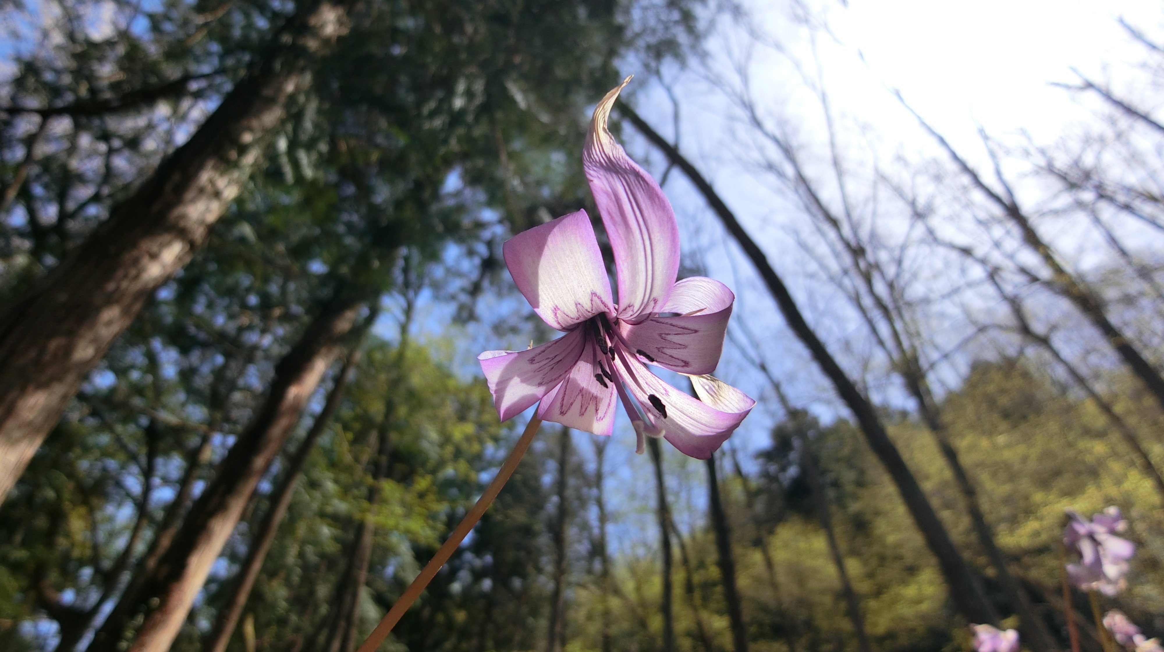 ギフチョウ飛び交うカタクリの群生地 保木山カタクリの里(岐阜県関市