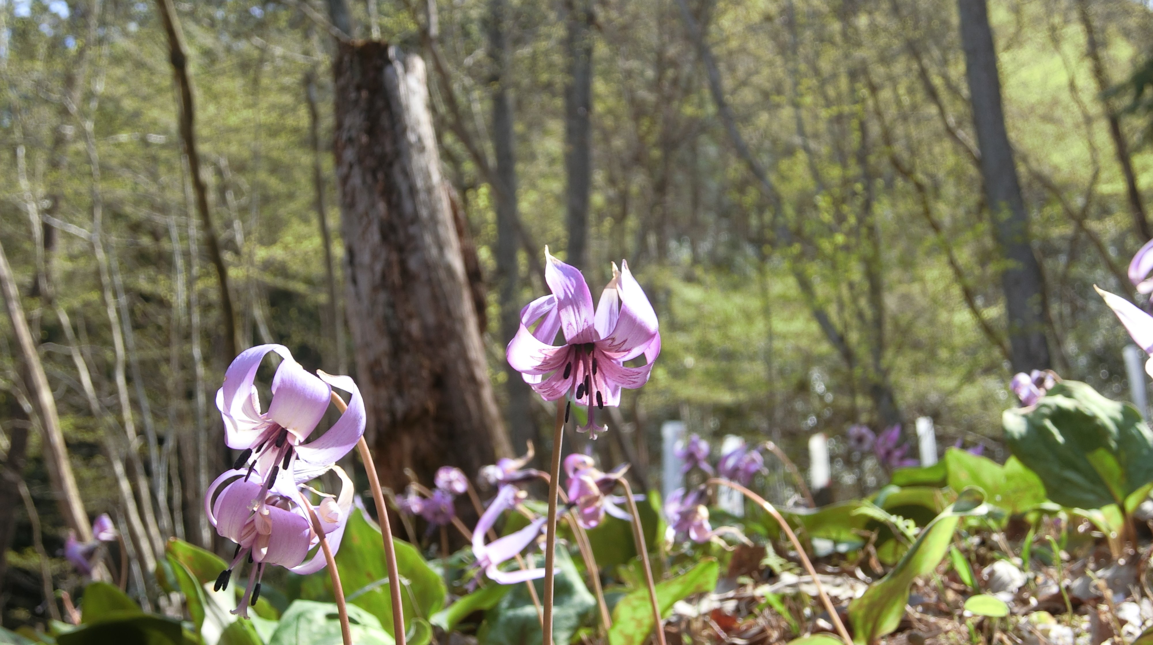 ギフチョウ飛び交うカタクリの群生地 保木山カタクリの里(岐阜県関市