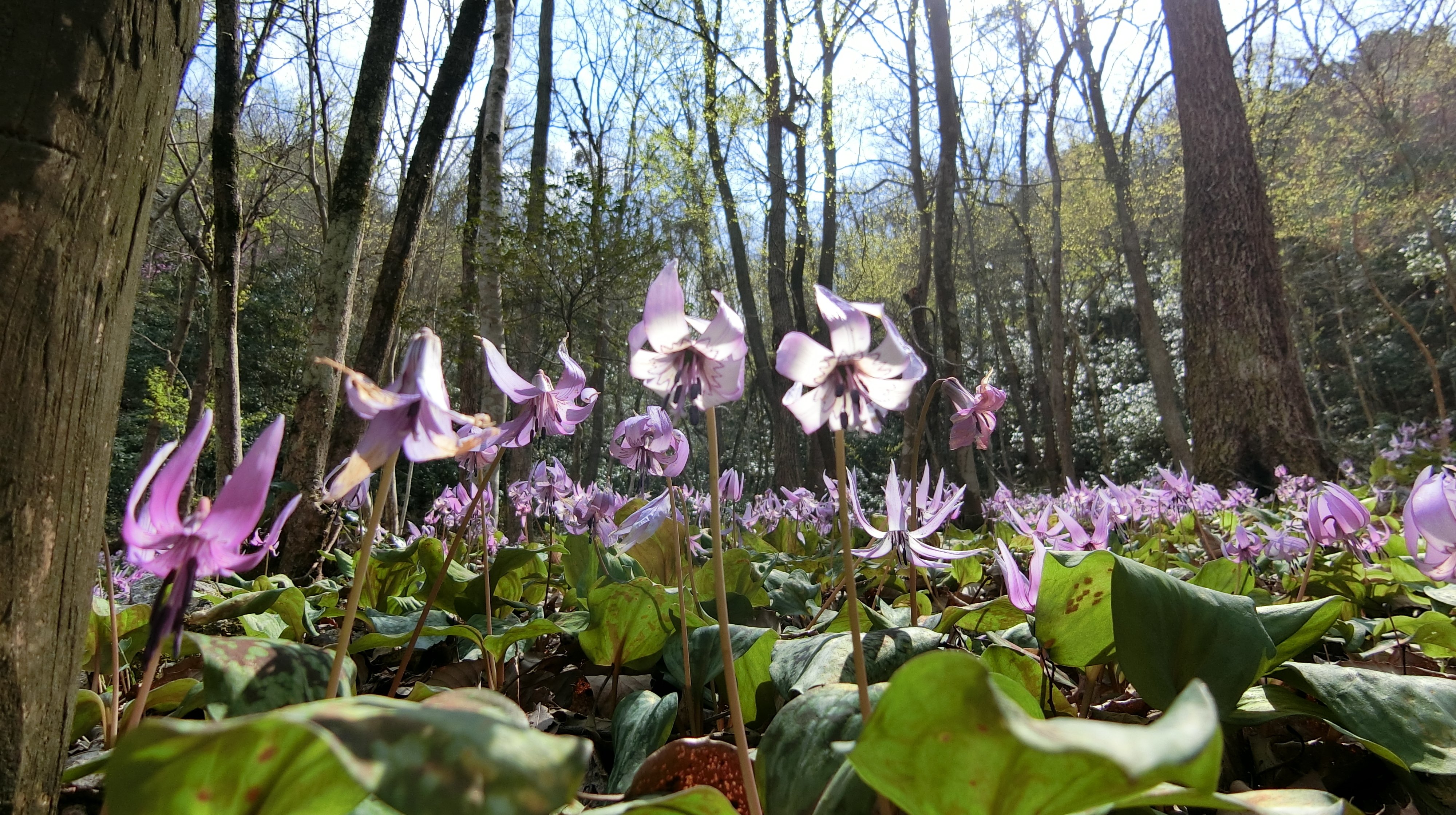 ギフチョウ飛び交うカタクリの群生地 保木山カタクリの里(岐阜県関市