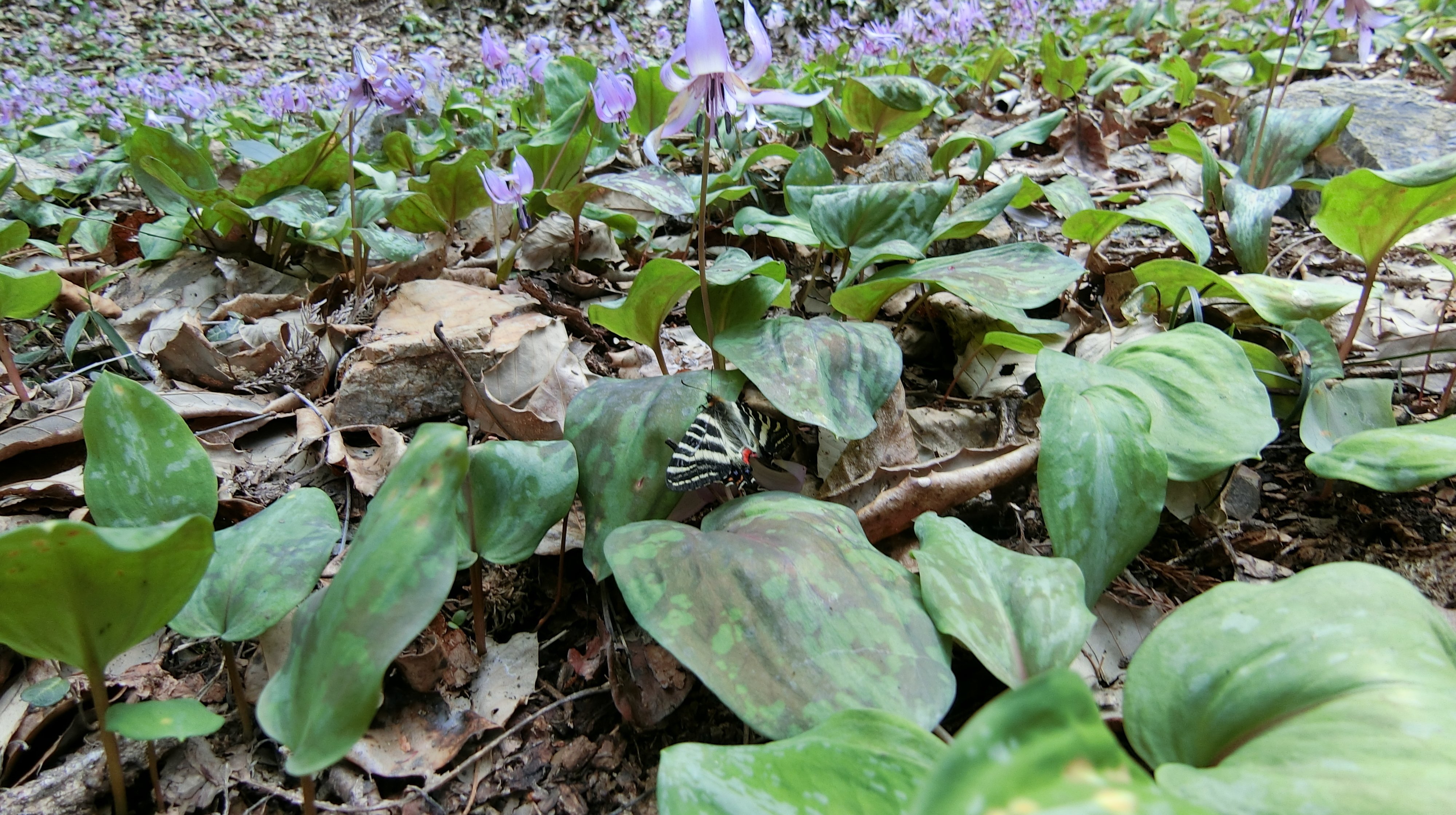 ギフチョウ飛び交うカタクリの群生地 保木山カタクリの里(岐阜県関市