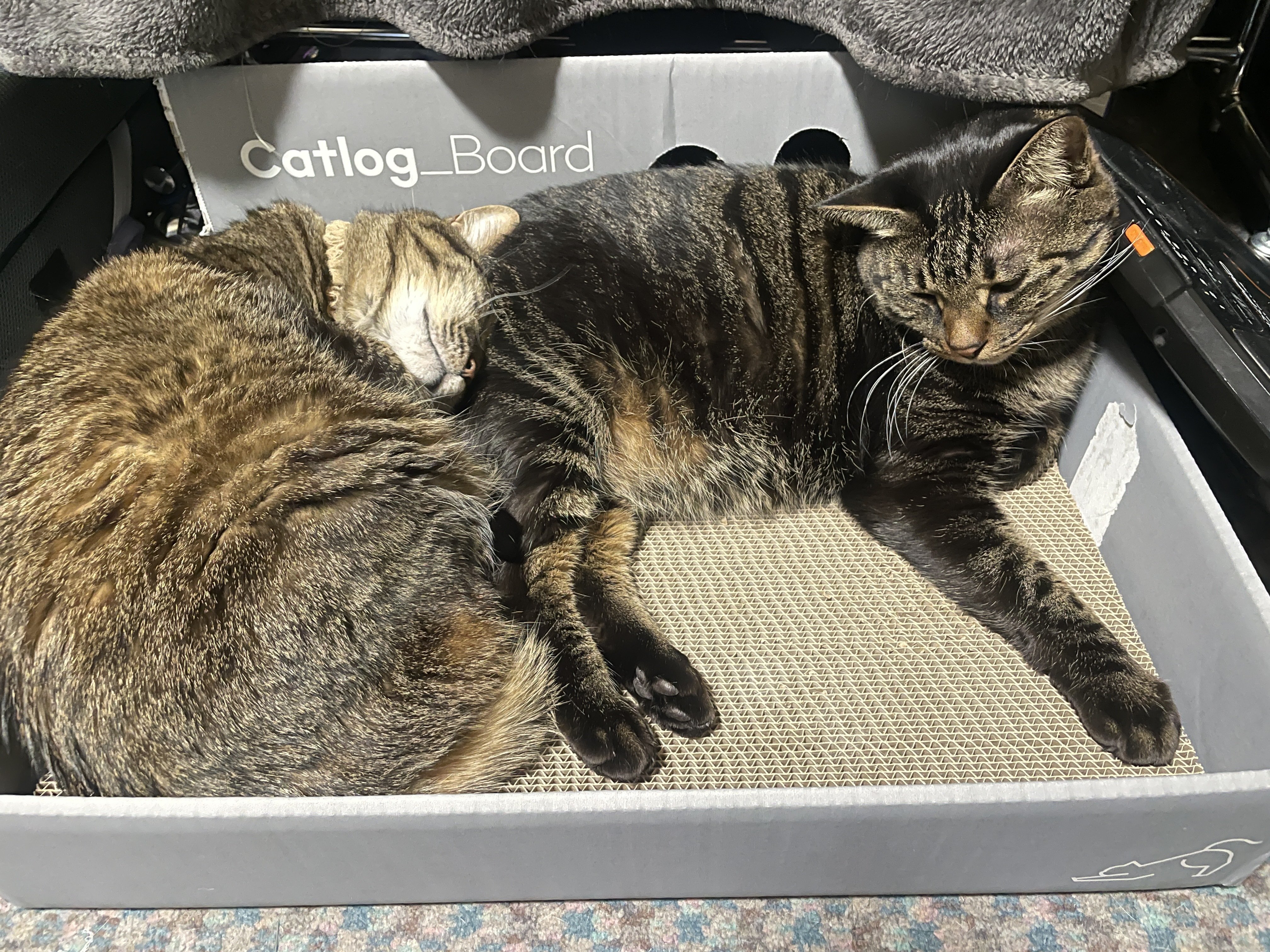 Catlog-BoardとCatlogを試してみた&続編|畠山裕美(Hiromi Catlog-BoardとCatlogを試してみた&続編|畠山裕美(Hiromi