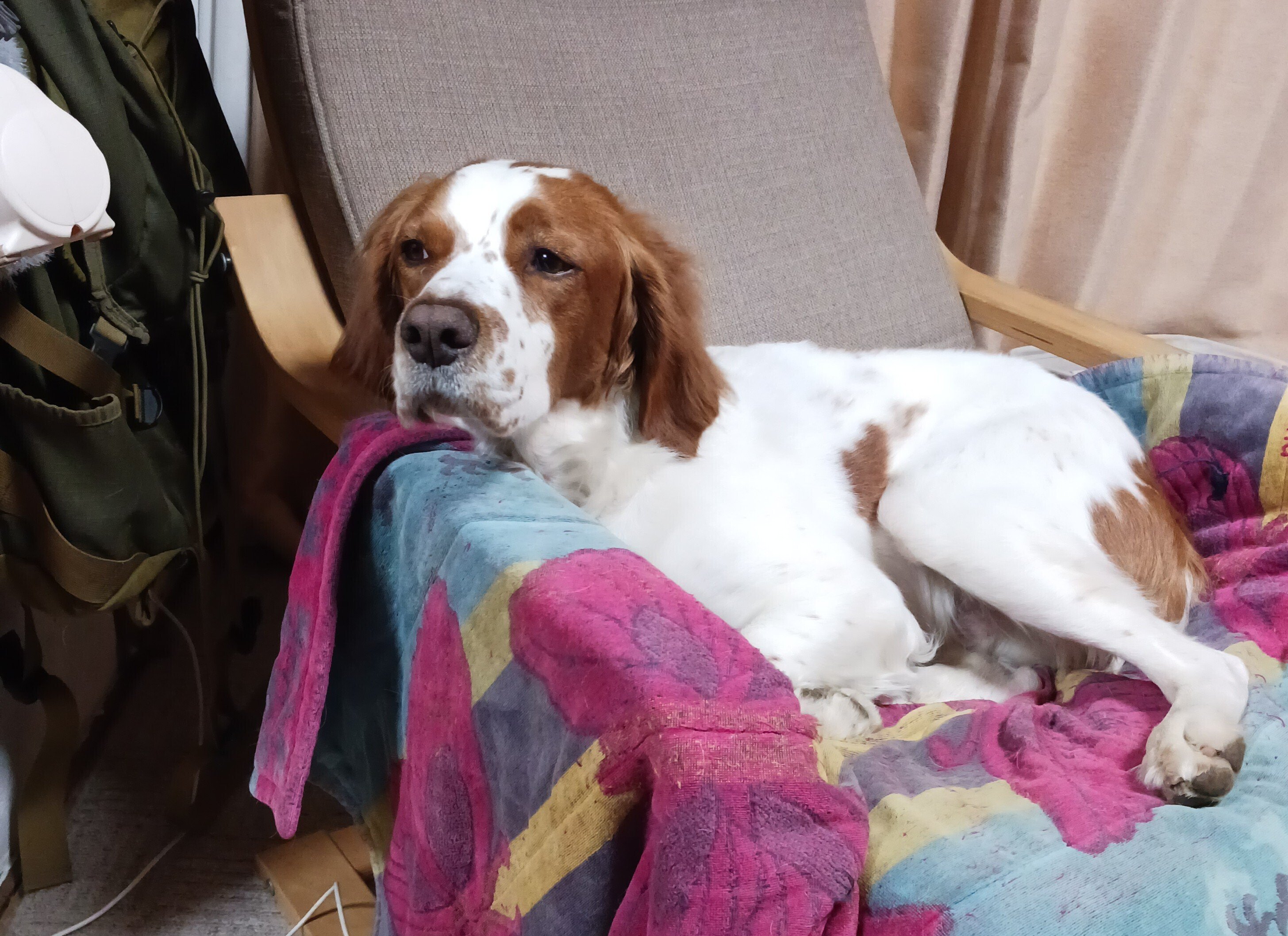 ブリタニー・スパニエル犬を語る④「鳥猟犬の不思議な能力ポイント」と