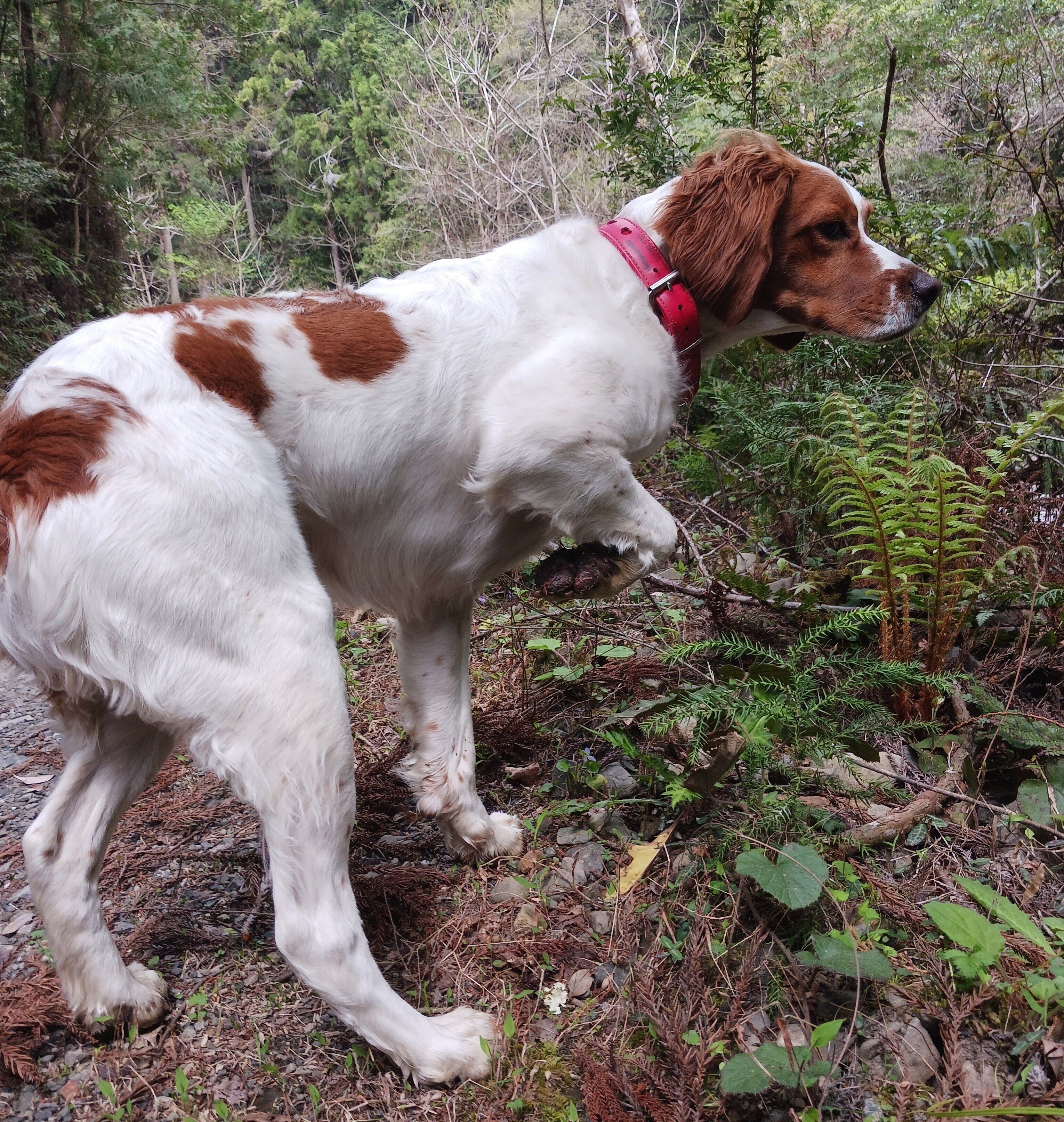 ブリタニー・スパニエル犬を語る④「鳥猟犬の不思議な能力ポイント」と