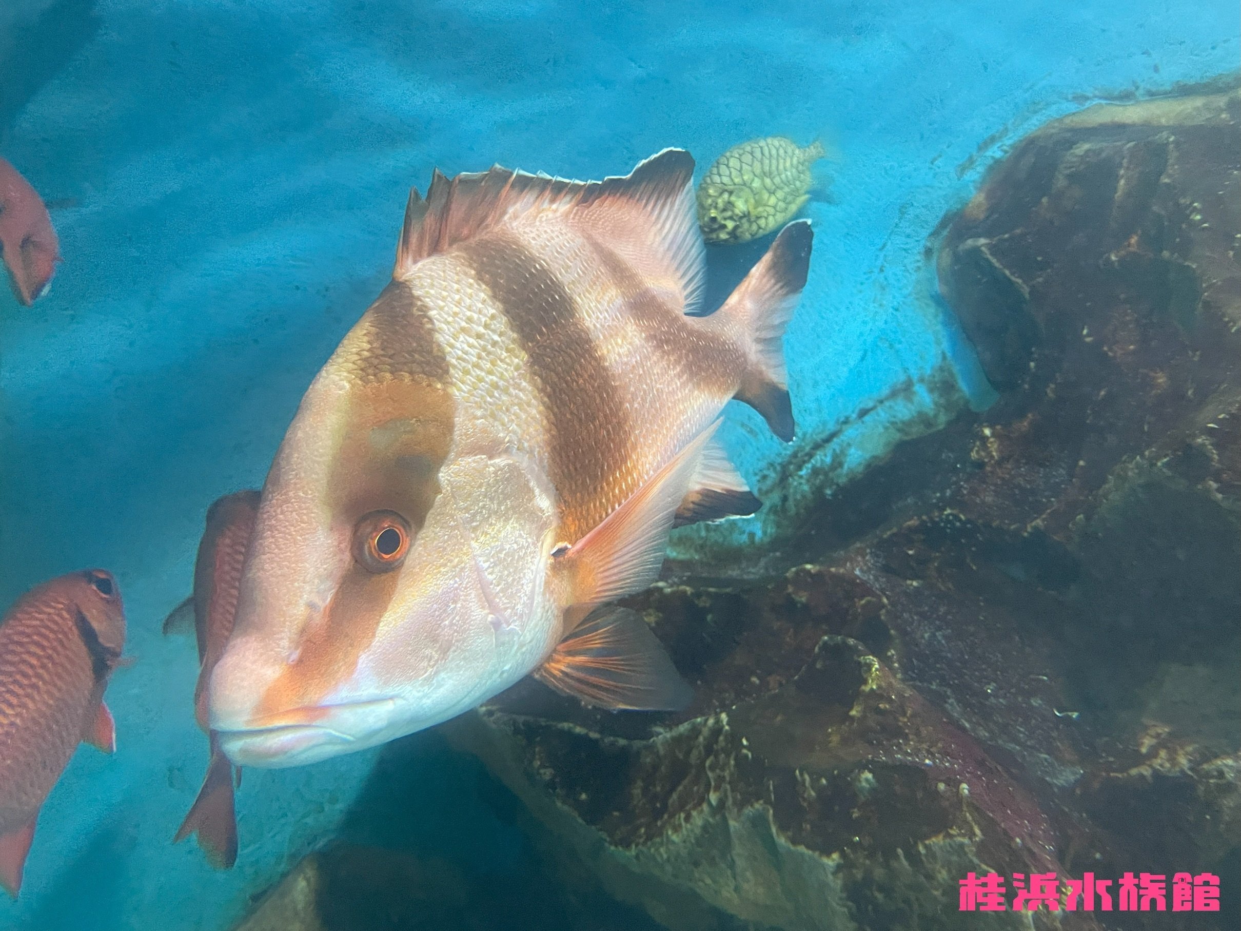 センネンダイ《展示動物解説》｜桂浜水族館 公式