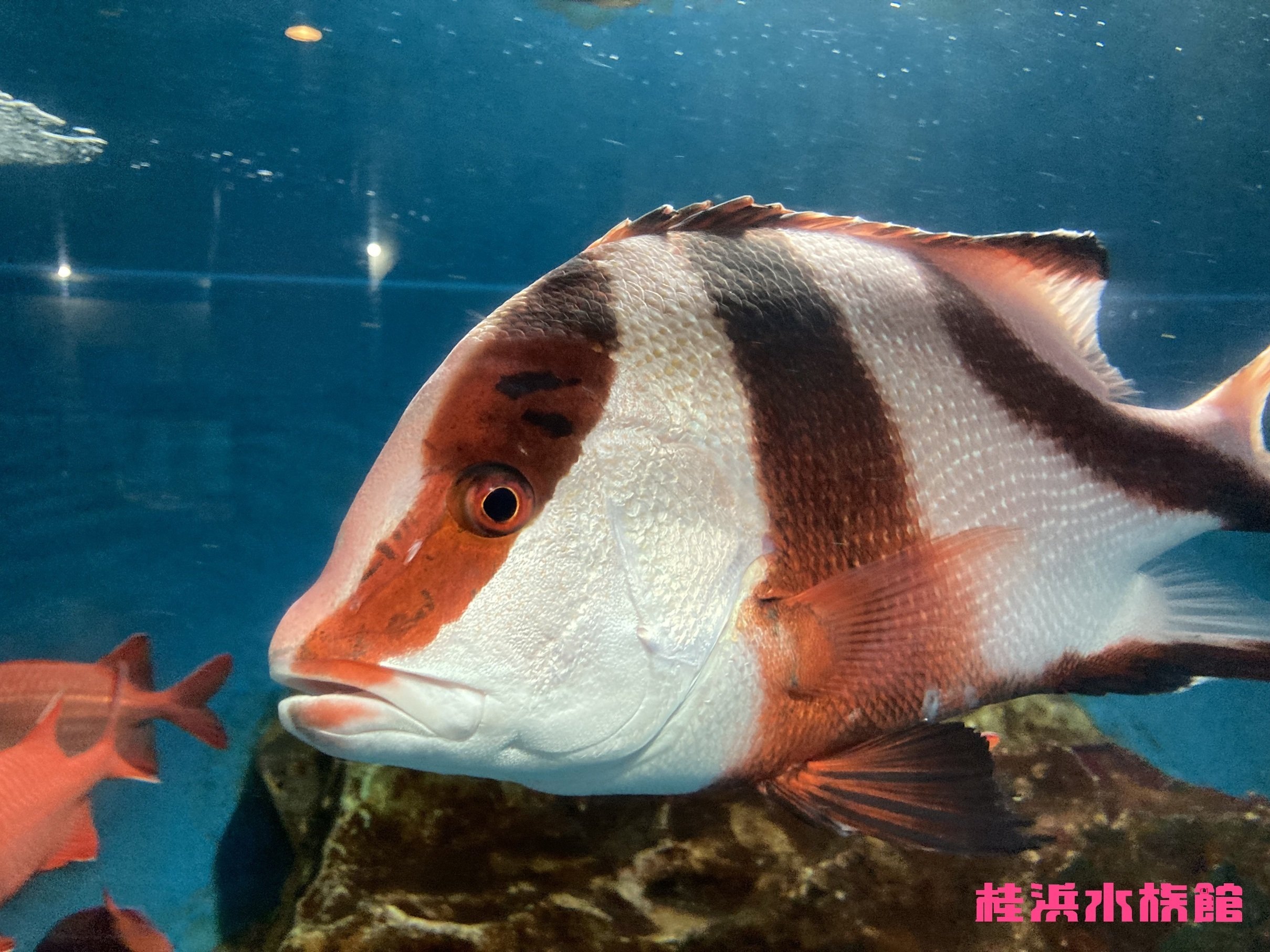 センネンダイ《展示動物解説》｜桂浜水族館 公式