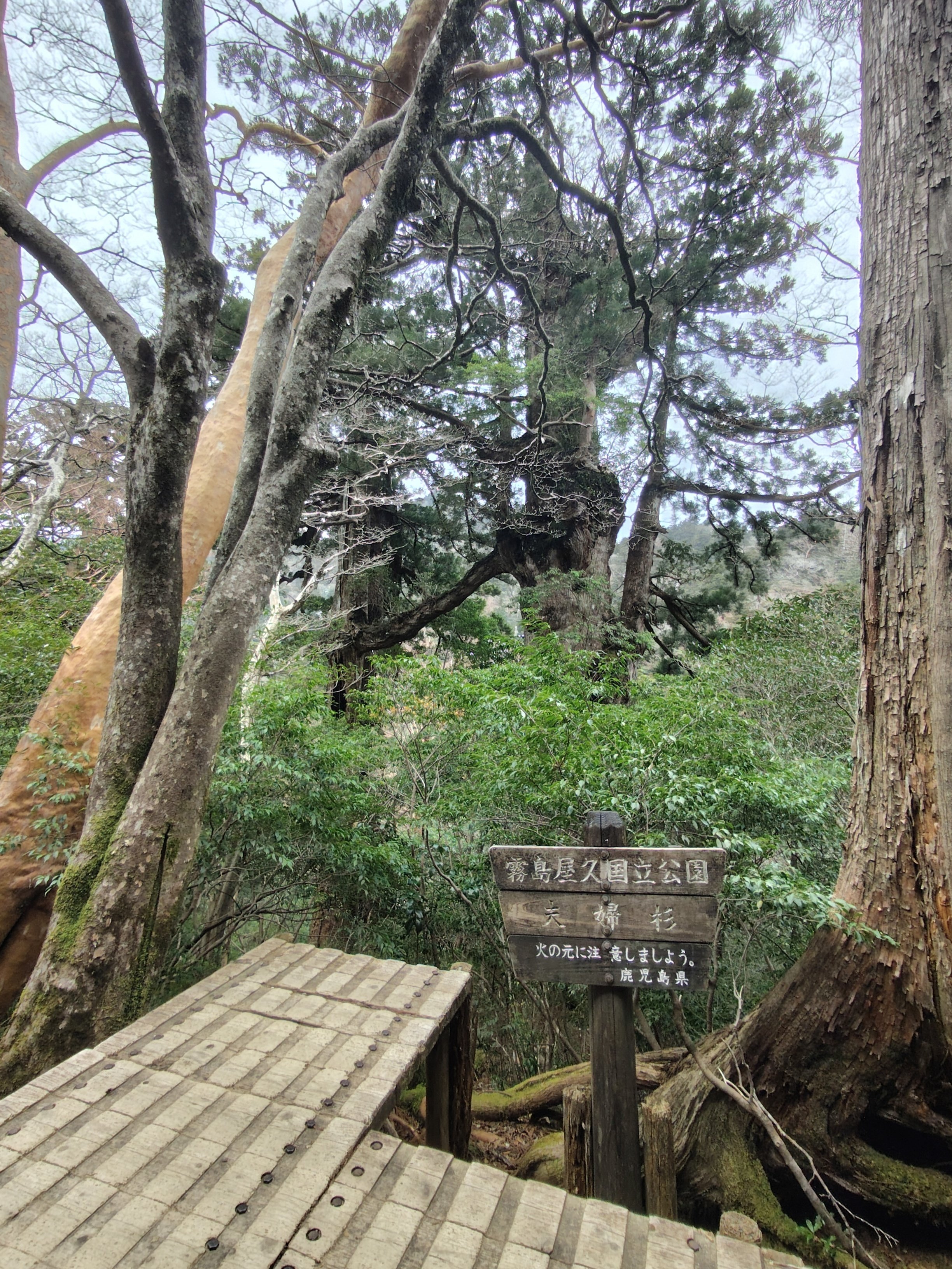 鹿児島県 屋久島・桜島】屋久杉と軽羹と桜島と【縄文杉トレッキング