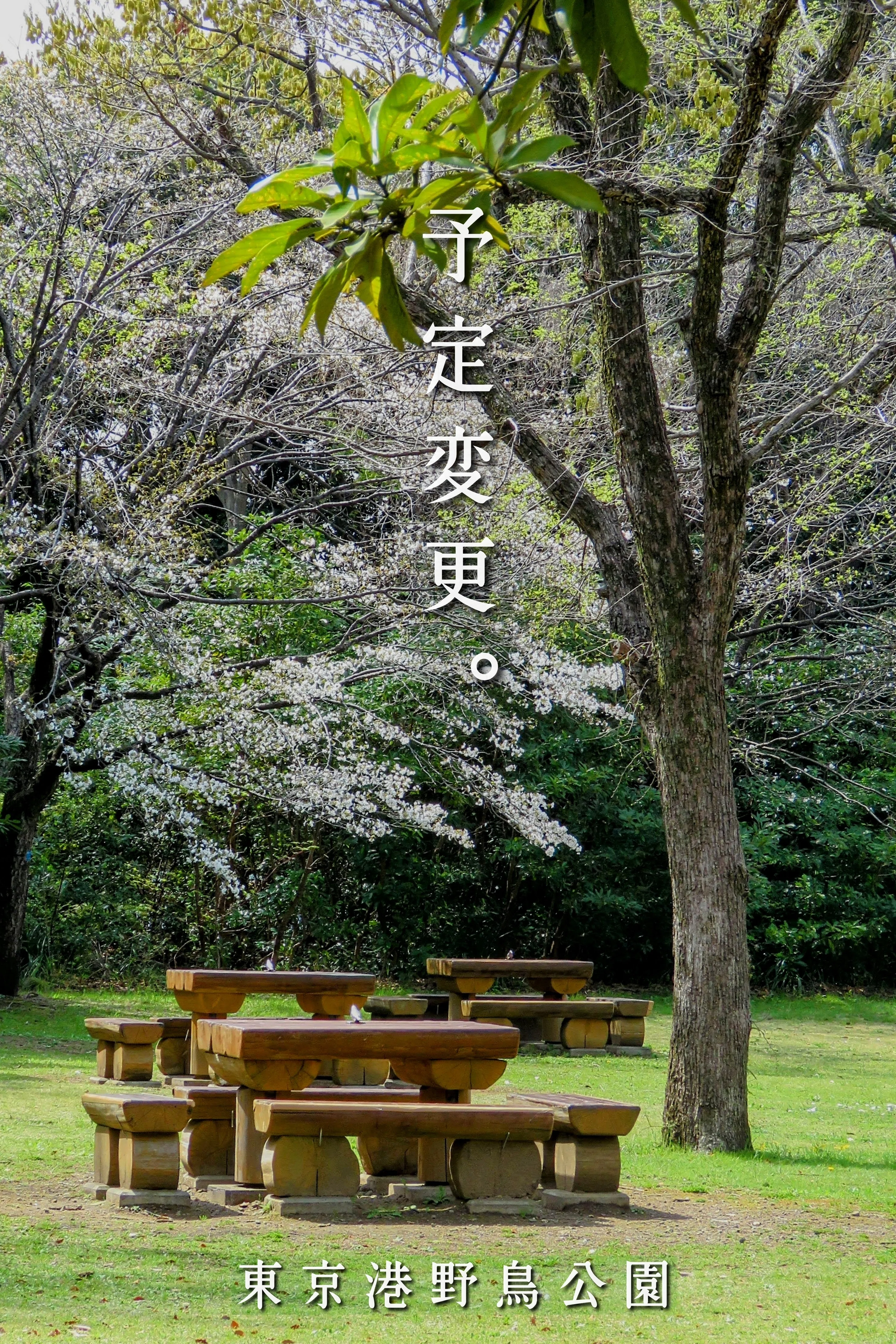 野鳥たちのいる風景 2025.04.08 tue. 東京都大田区−01。｜michio