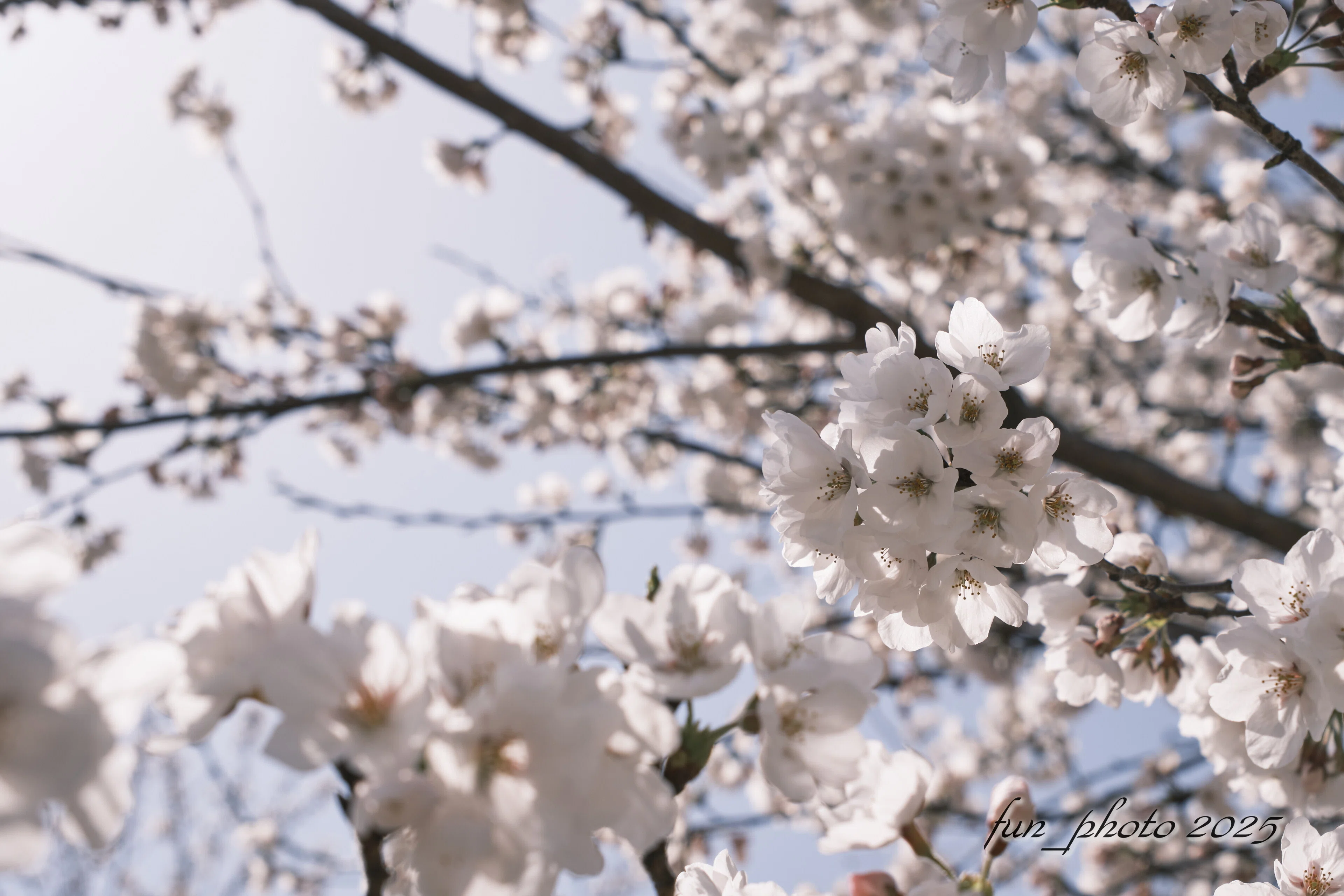 桜とCLASSIC NEGATIVE X-T5｜fun_photo