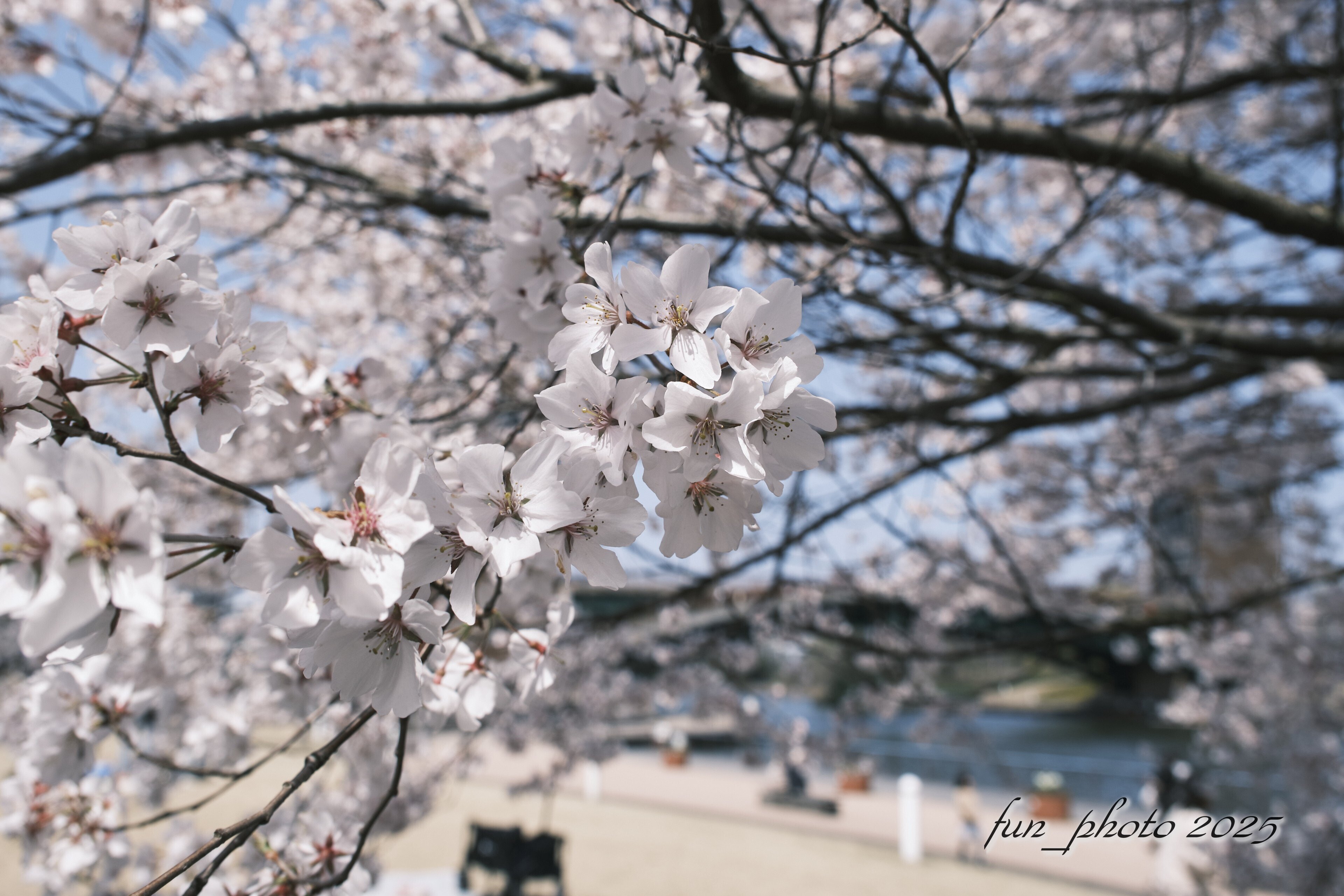 桜とCLASSIC NEGATIVE X-T5｜fun_photo