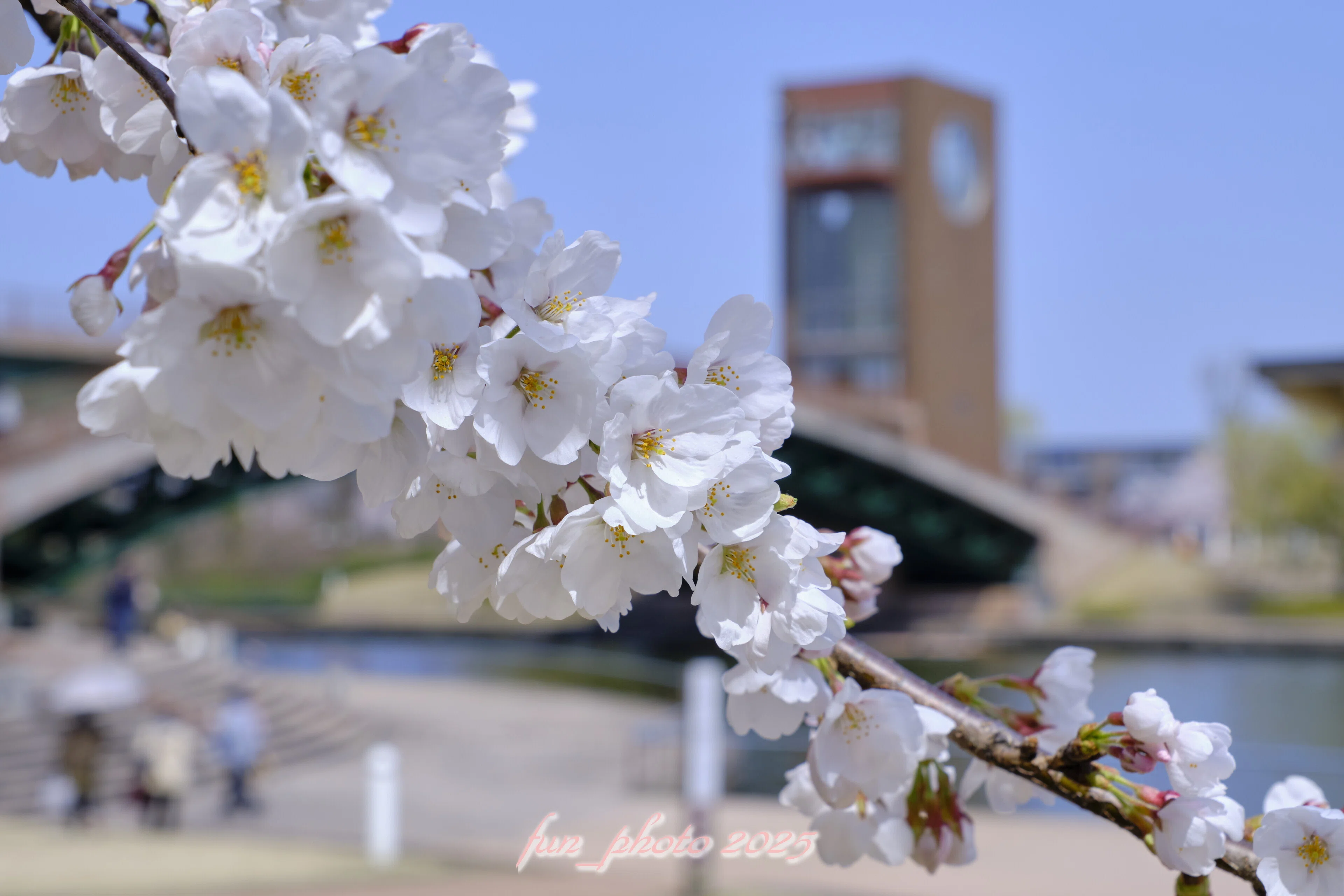 桜とCLASSIC NEGATIVE X-T5｜fun_photo