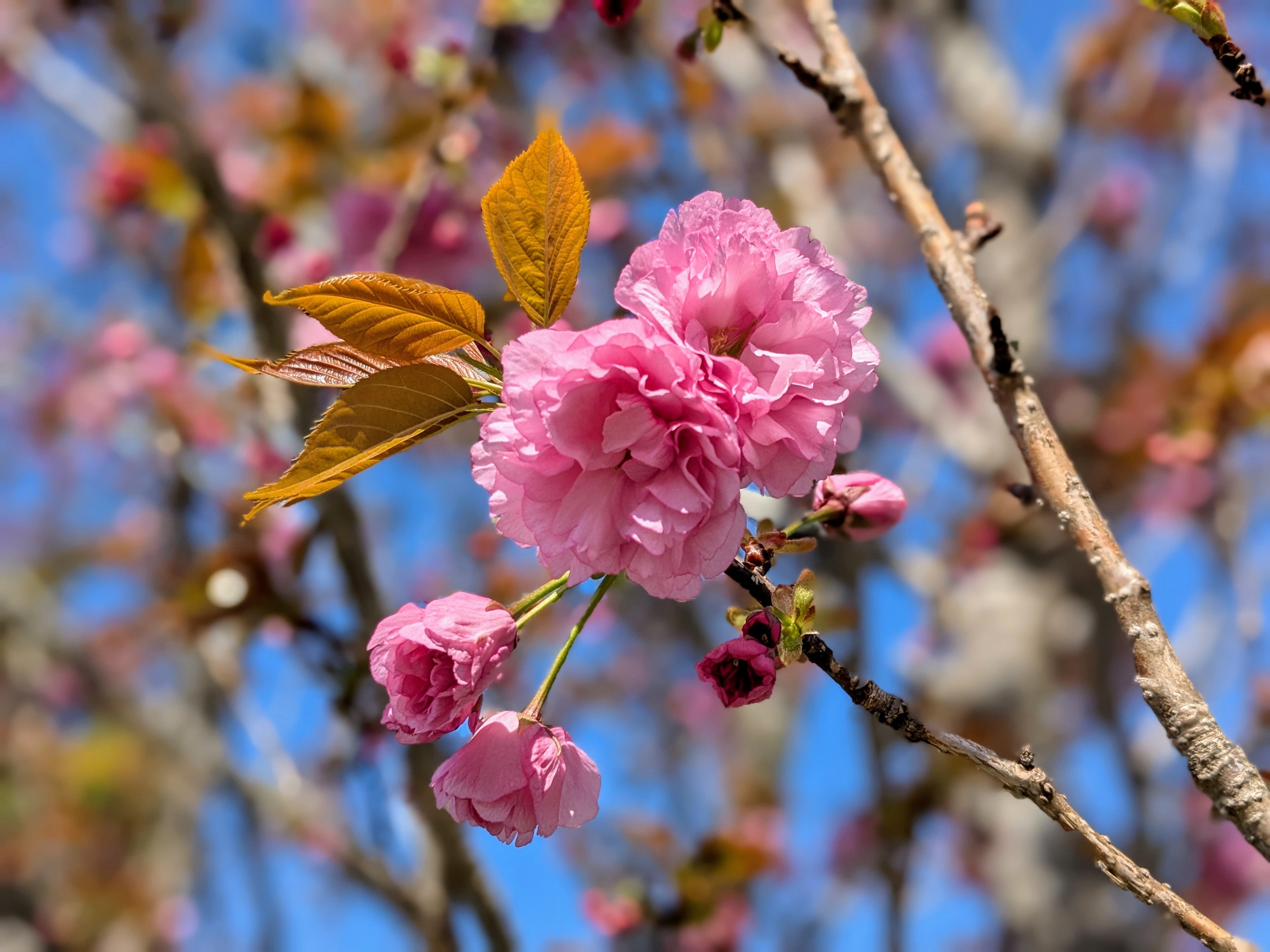 花おもい【八重桜】｜aria.