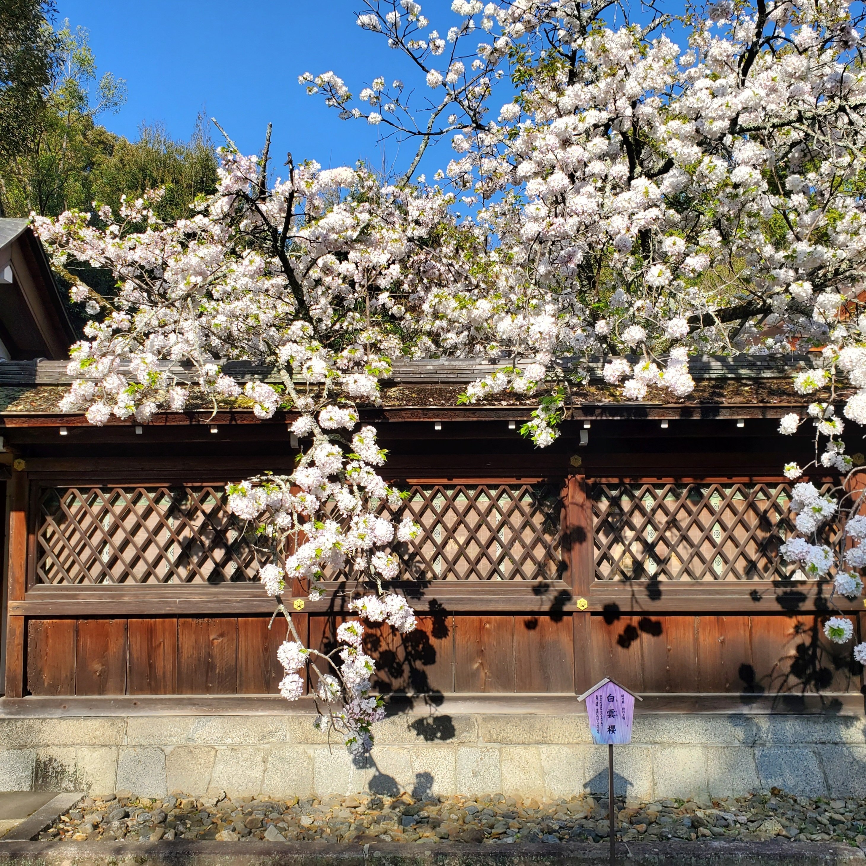 250412 桜吹雪京都花の山巡礼|3Q 250412 桜吹雪京都花の山巡礼|3Q