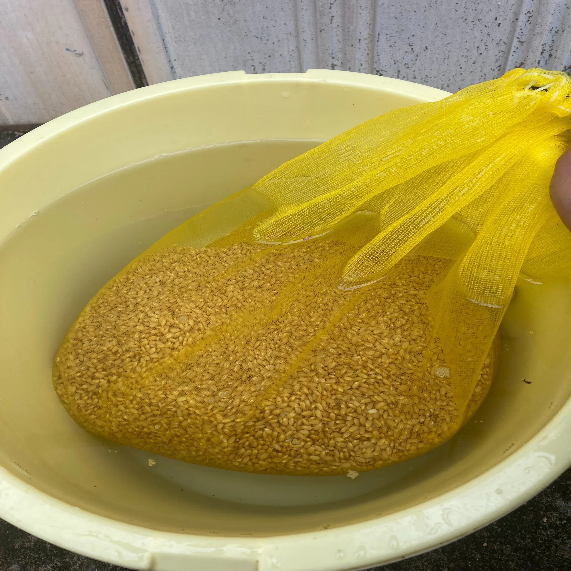 ?もろやま創成舎農業部?種まきしました｜もろやま創成舎