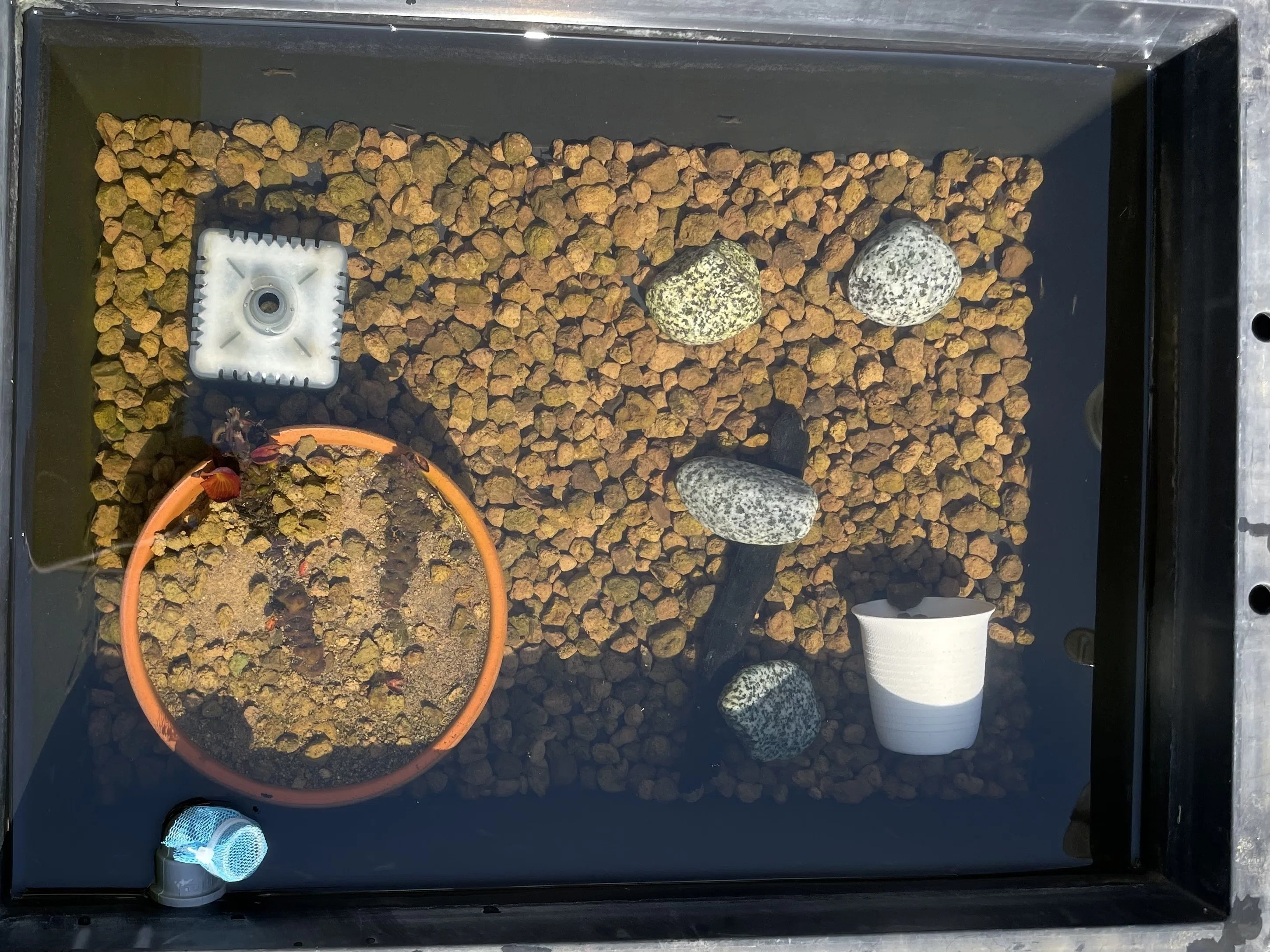 35Lトロ舟水槽の新たな住民｜メダたん