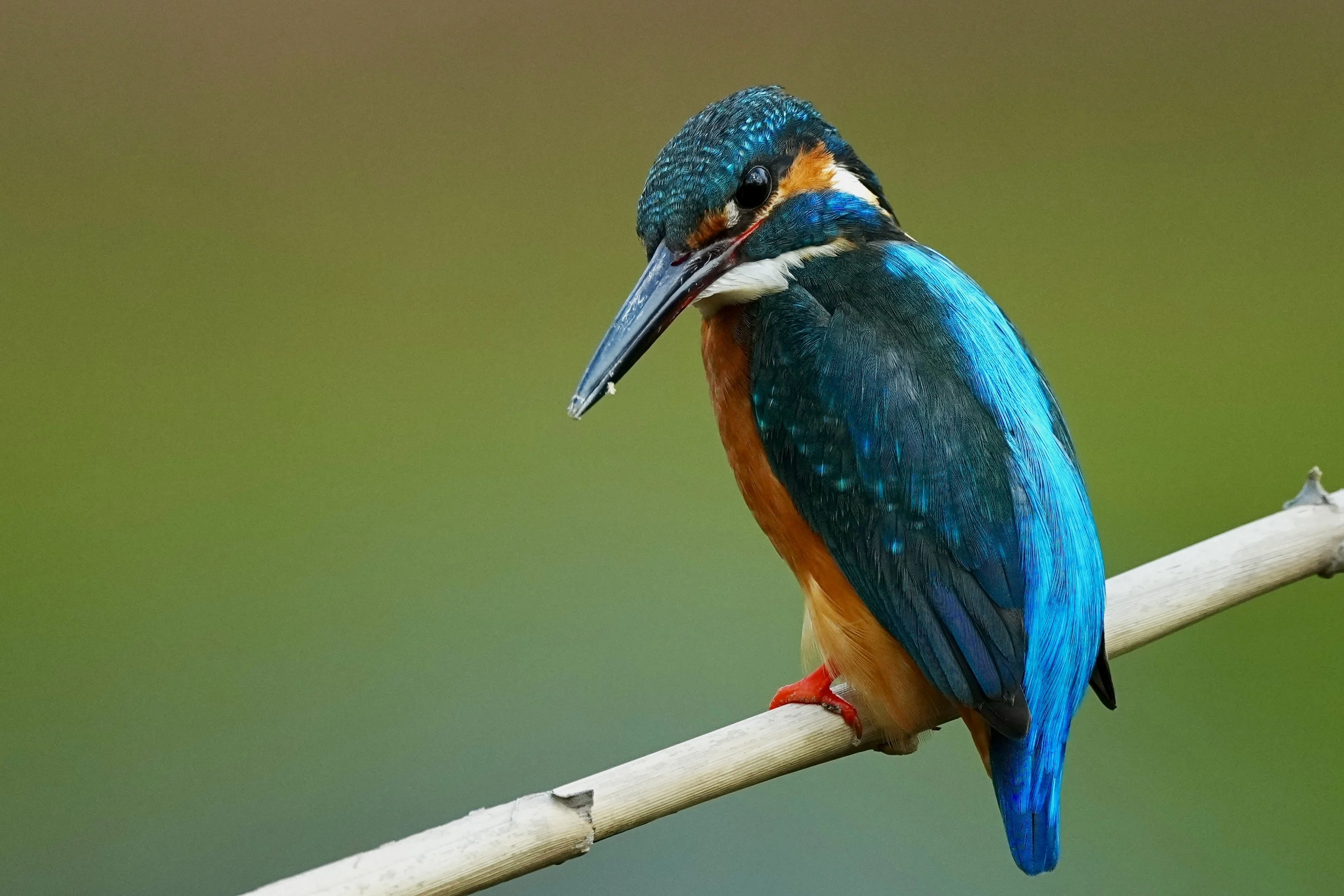 お花見よりカワセミ！今日はロクヨン（FE 600mm F4 GM OSS）で野鳥撮影