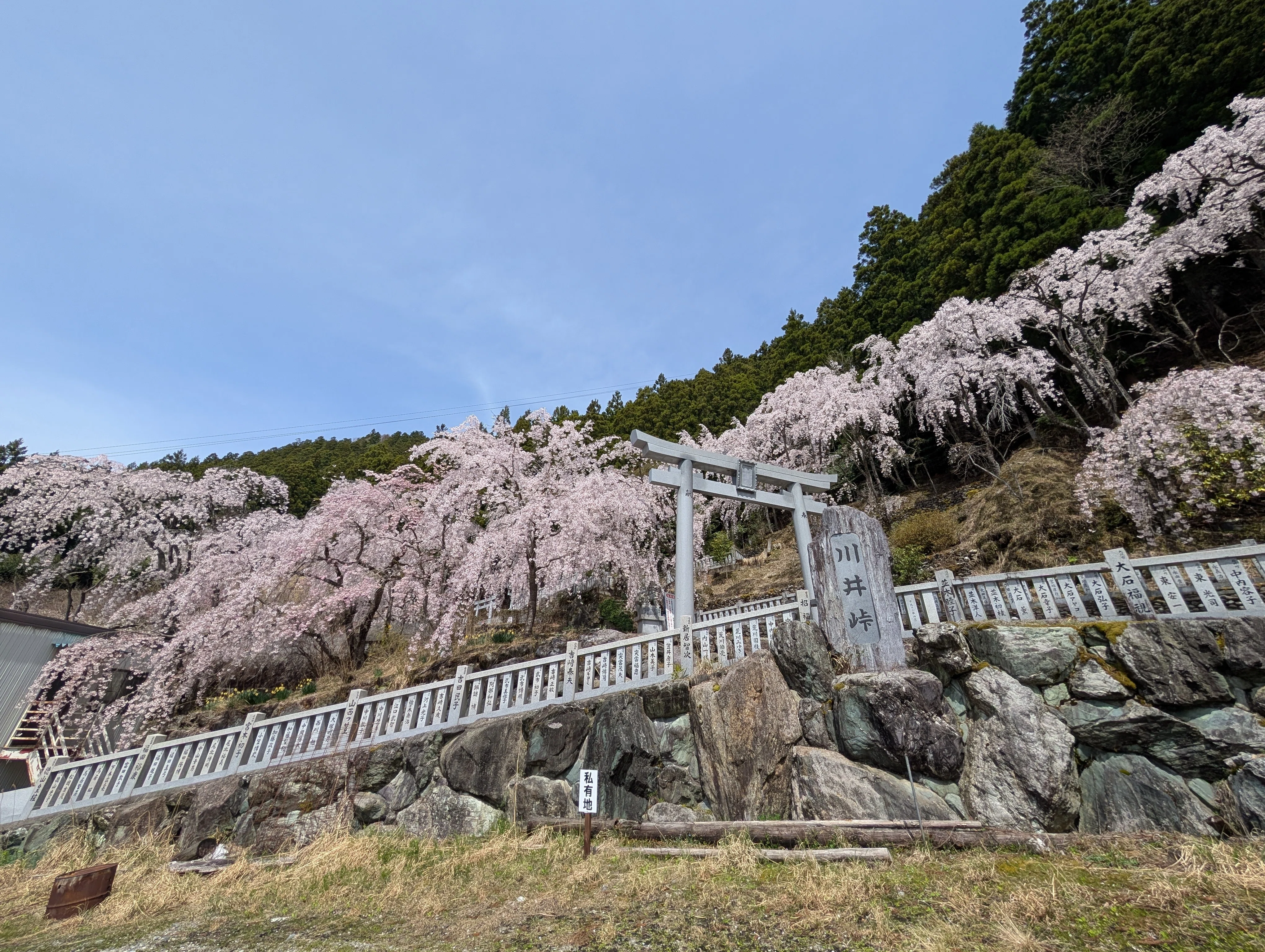 山奥で出会う隠れた桜の絶景スポット、川井峠の満開のしだれ桜｜Ken
