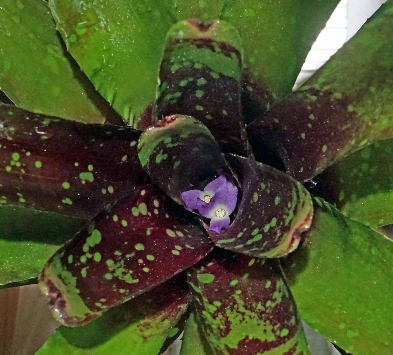 子株から育てたネオレゲリア、まさかの開花！｜そーいち・F