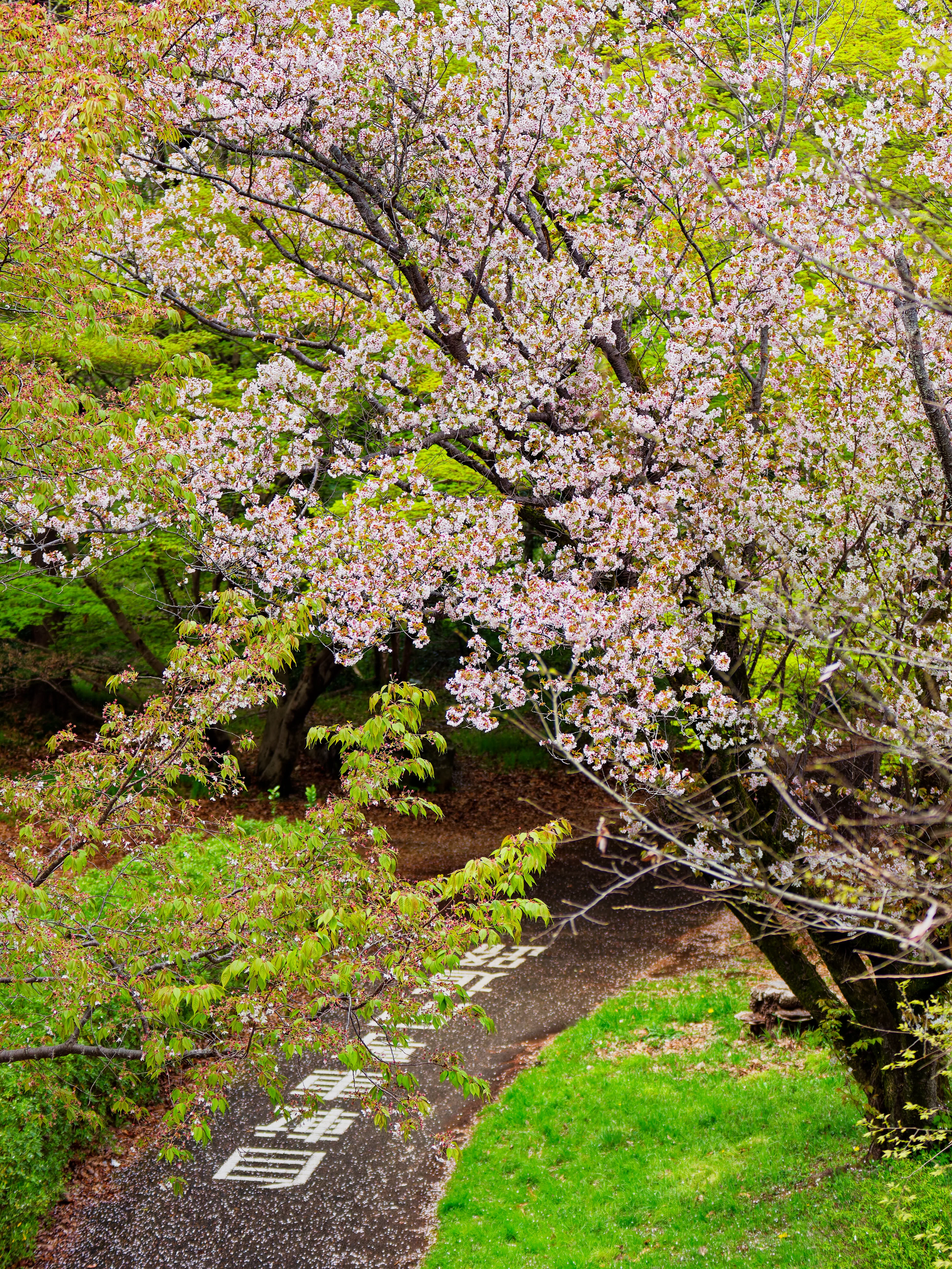花が満開の昭和記念公園（その2）桜の園〜渓流広場前まで｜よすけ