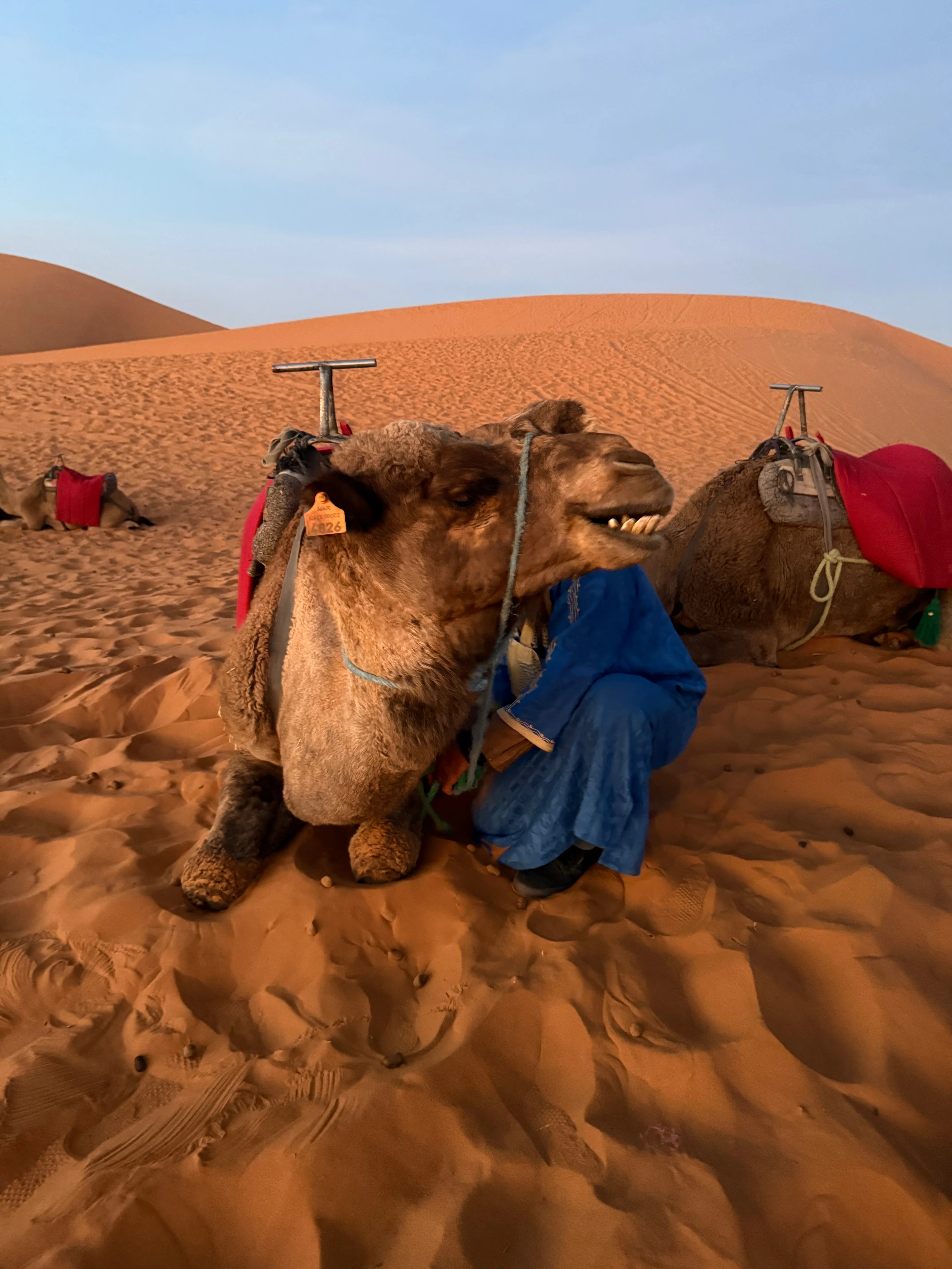 🇲🇦モロッコの旅】#3 サハラ砂漠&ラクダ🐪｜chika