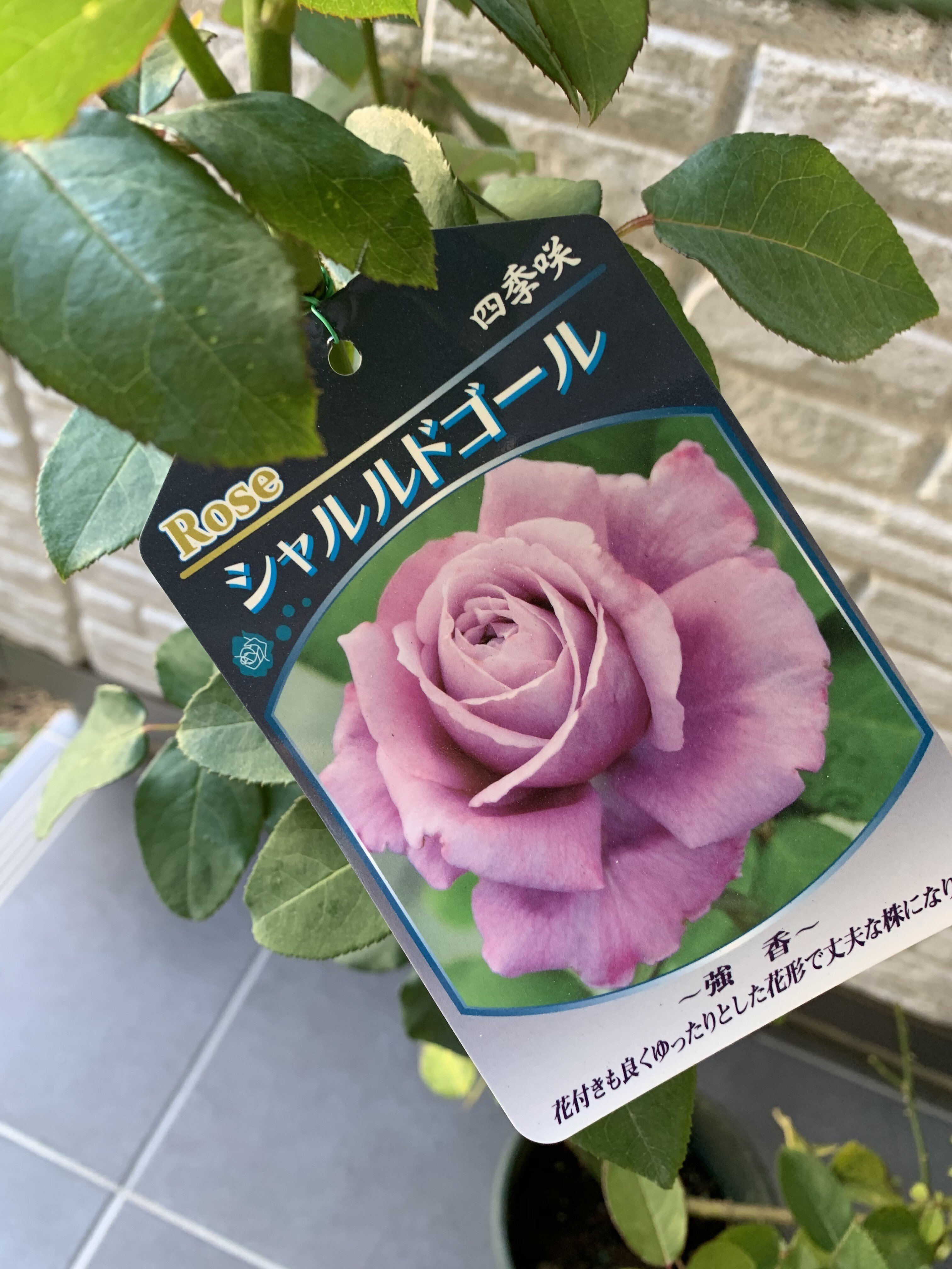 最初は6本の薔薇から｜オリーブ