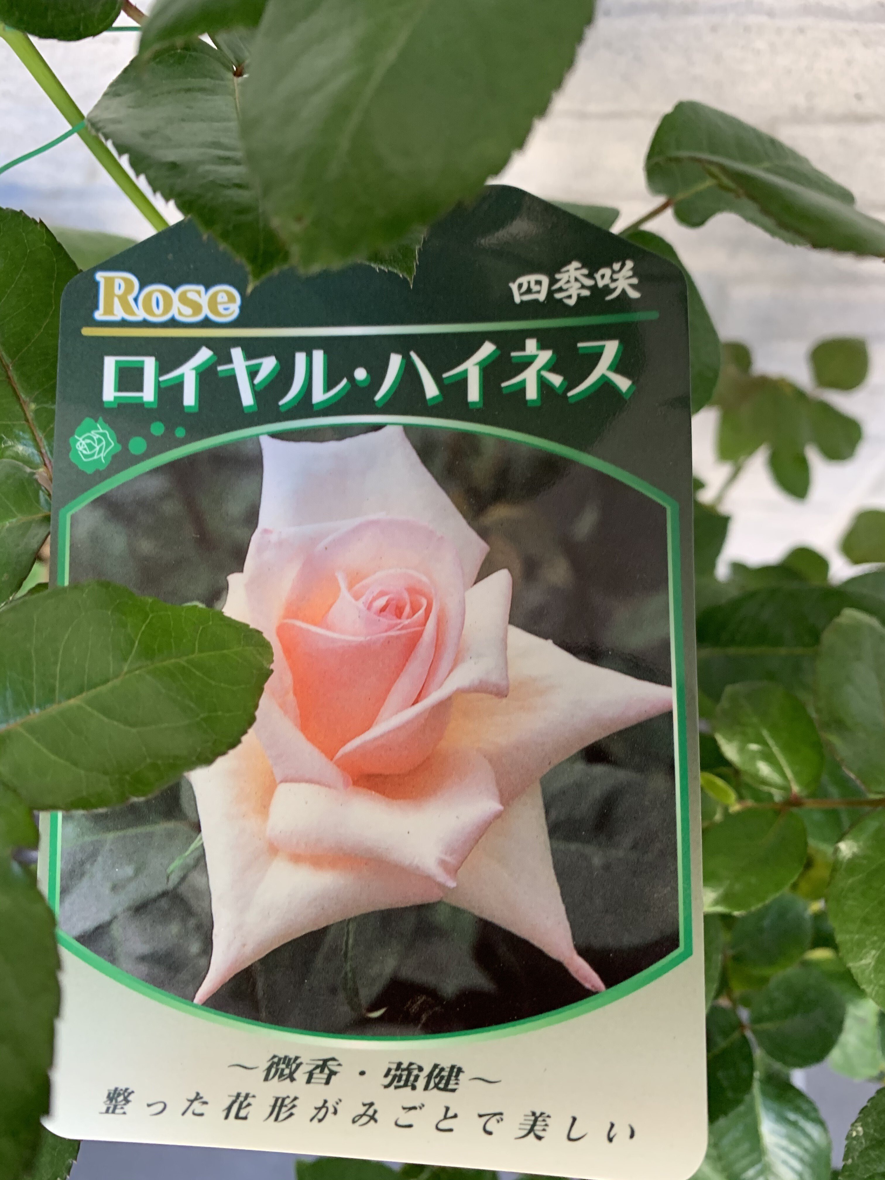 最初は6本の薔薇から｜オリーブ