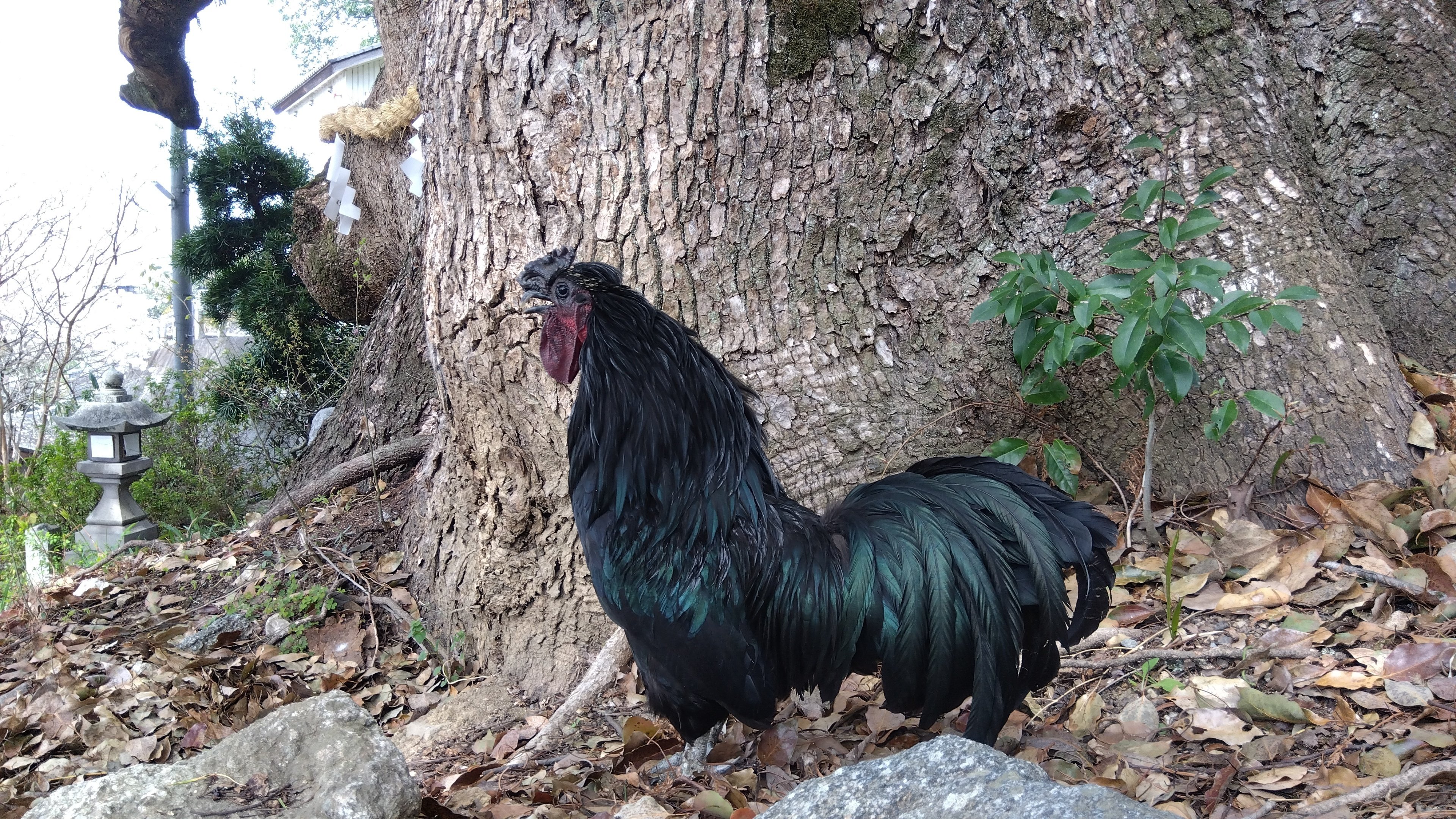 玉祖神社＊長鳴鶏｜miyuki＊