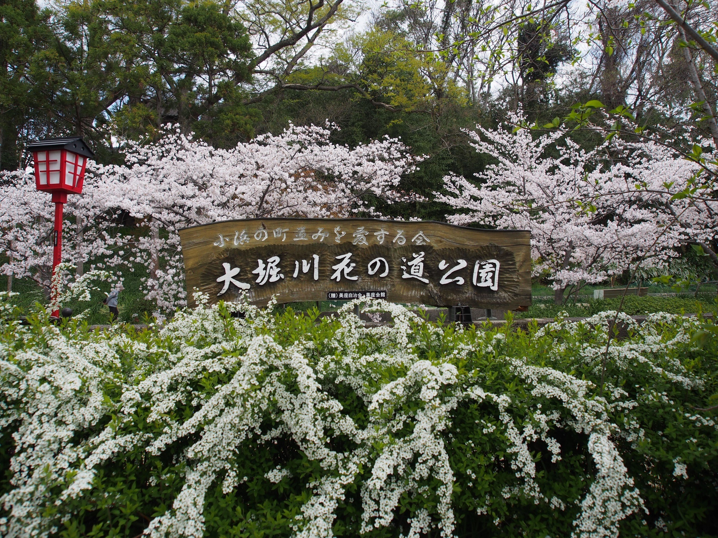 ꧁蝶よ花よ..恋桜.*ೄ ❀´-꧂ ①2月22日‼️糸魚川 真っ白な翡翠✨ 糸魚川の桜｜いえかつ糸魚川 BLOG