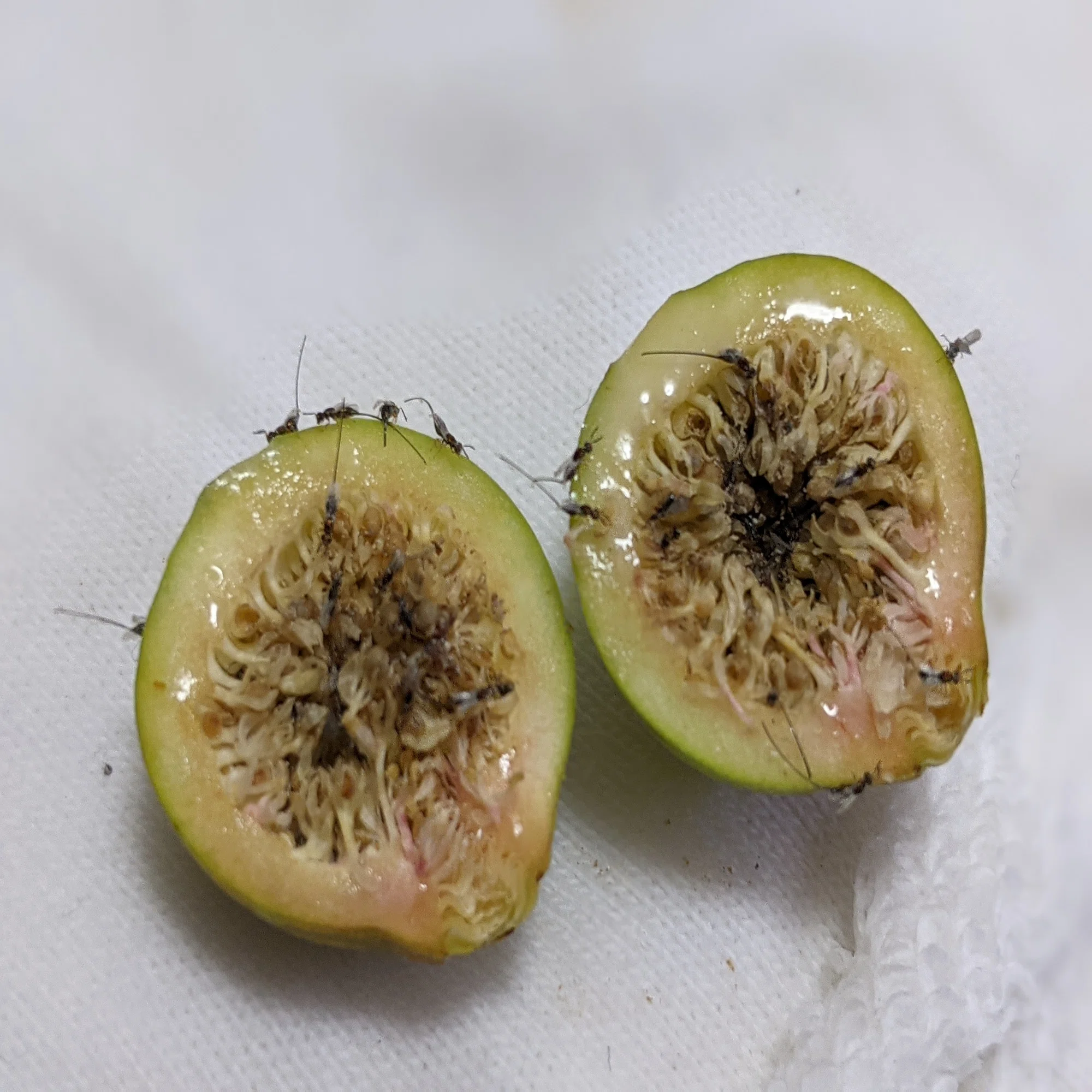 イヌビワは食べられる？食べる際の注意点について｜sanauwoさん