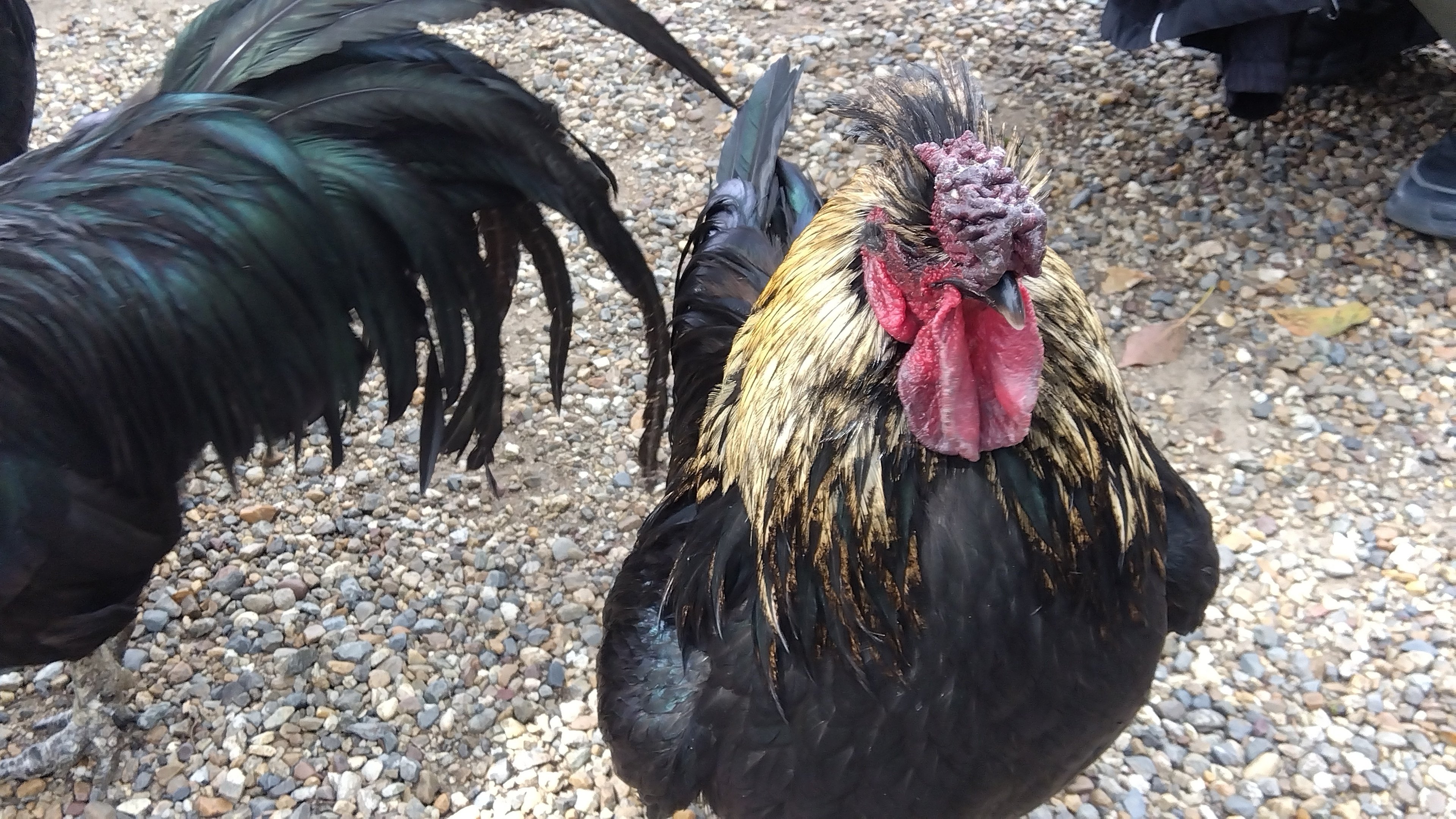 玉祖神社＊長鳴鶏｜miyuki＊