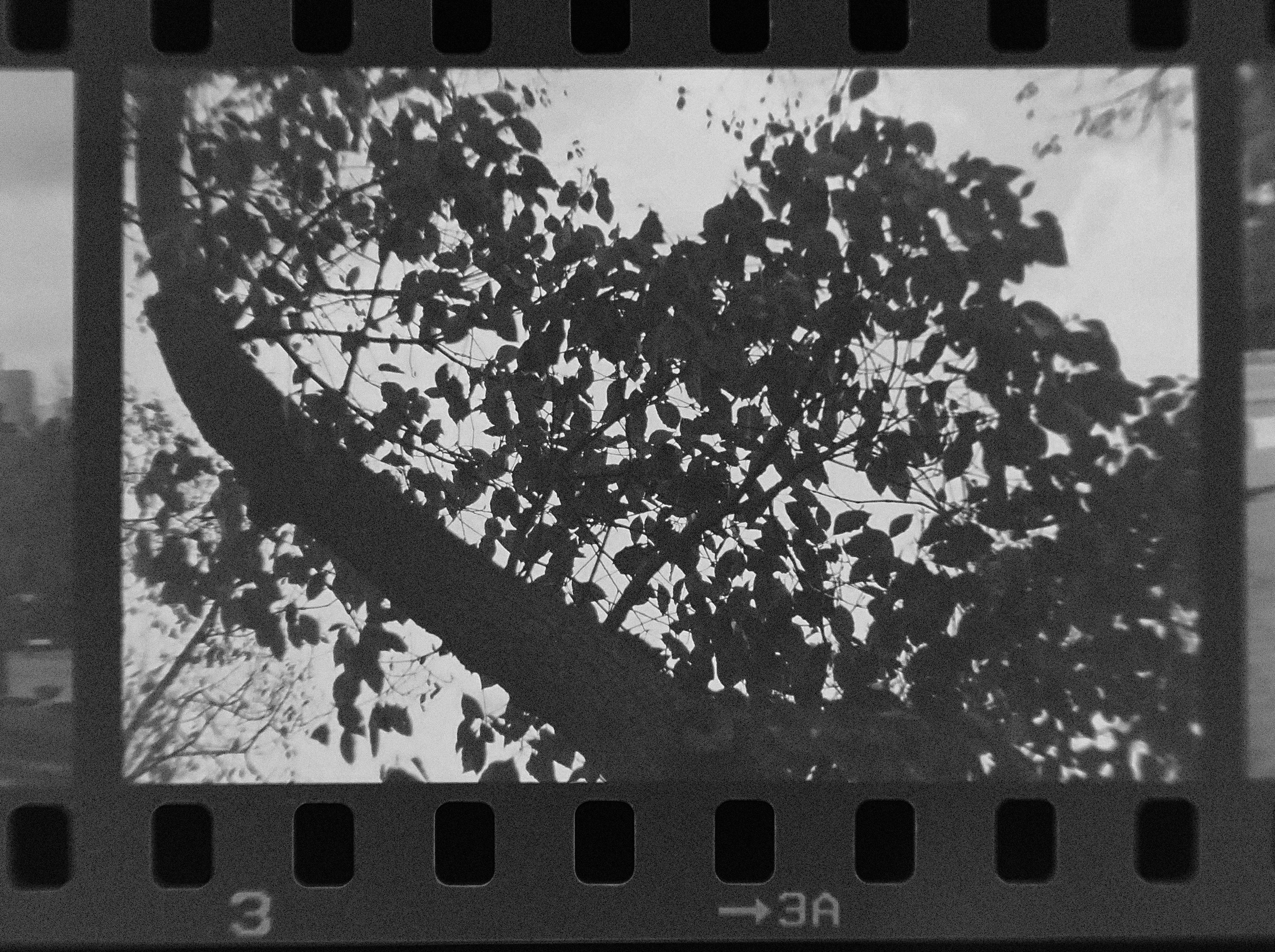 2000年に撮ったモノクロフィルムからの写真です。｜竹村稔の写真