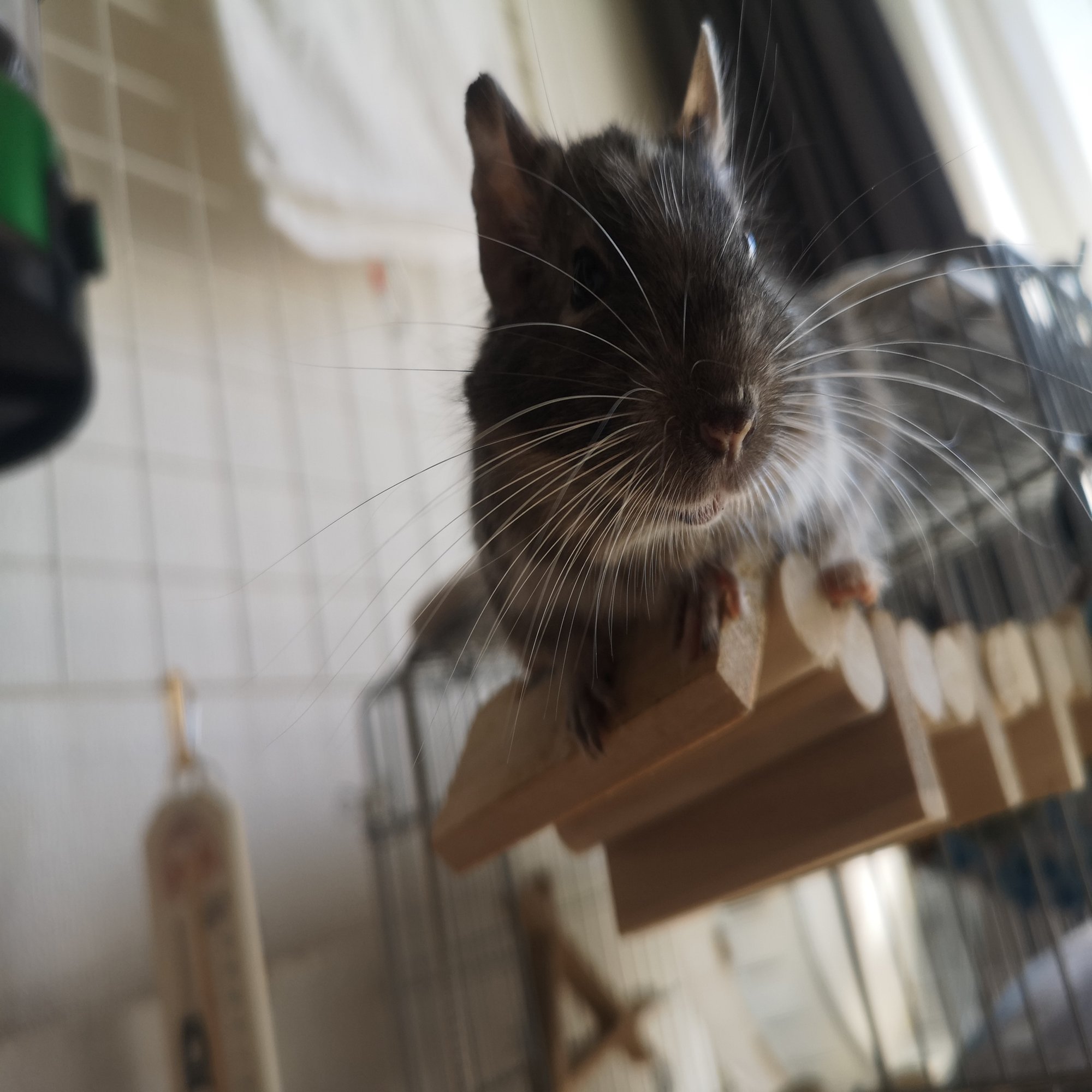 猫とふれあえる自由なグランピング施設, image size:2000x1500