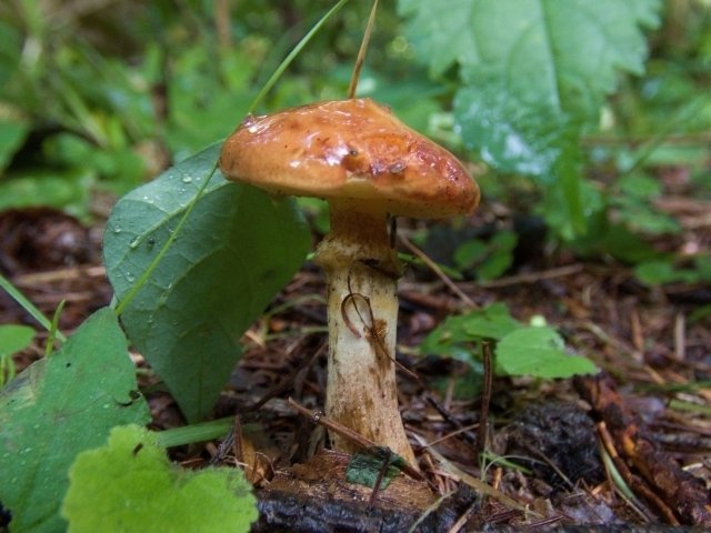 きのこ魔女図鑑No.008｜花猪口（ハナイグチ）｜nozku_do