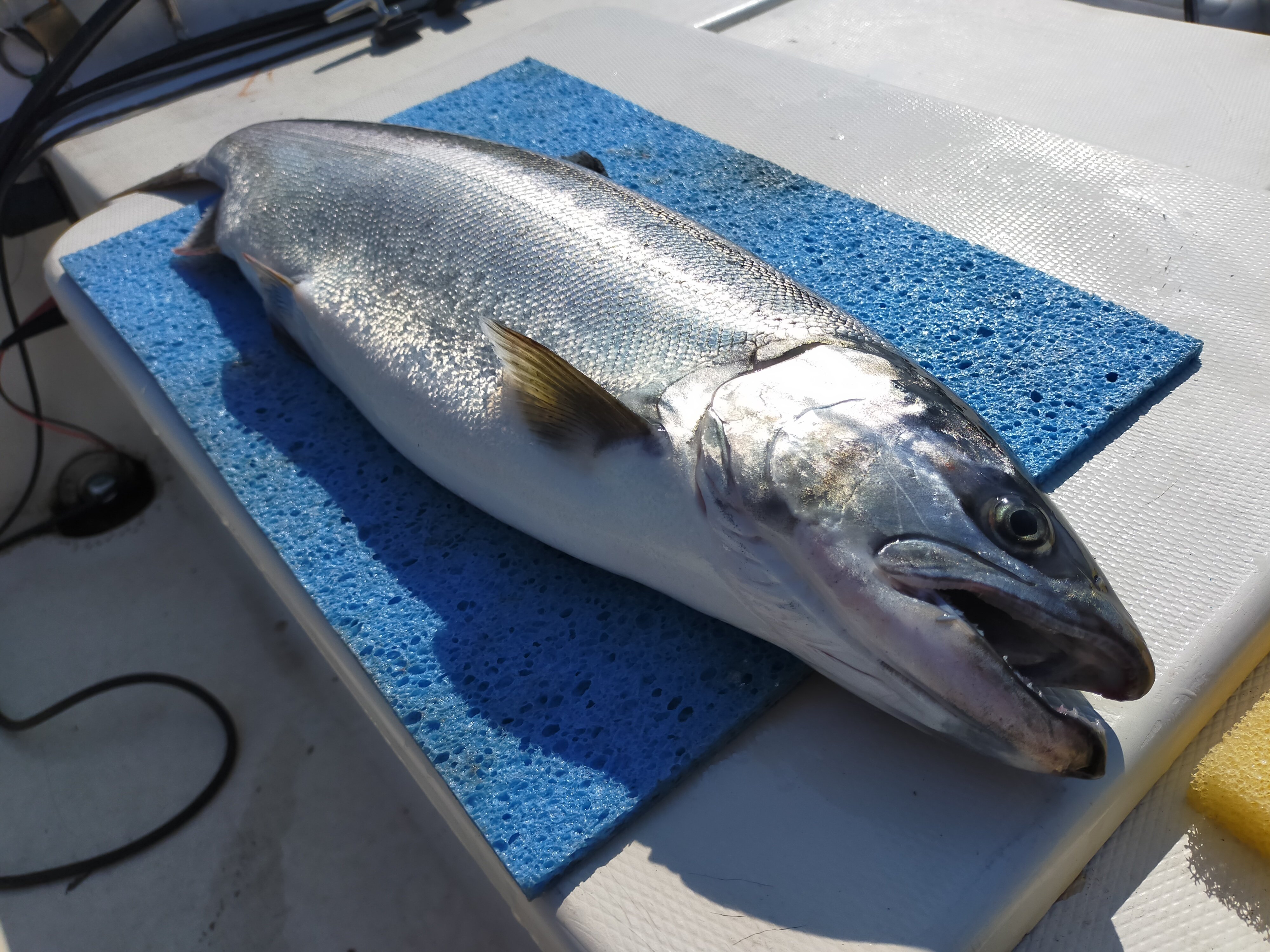 琵琶湖さん様 琵琶湖大鯰観察】 日中からこんなに活発に動いているのは
