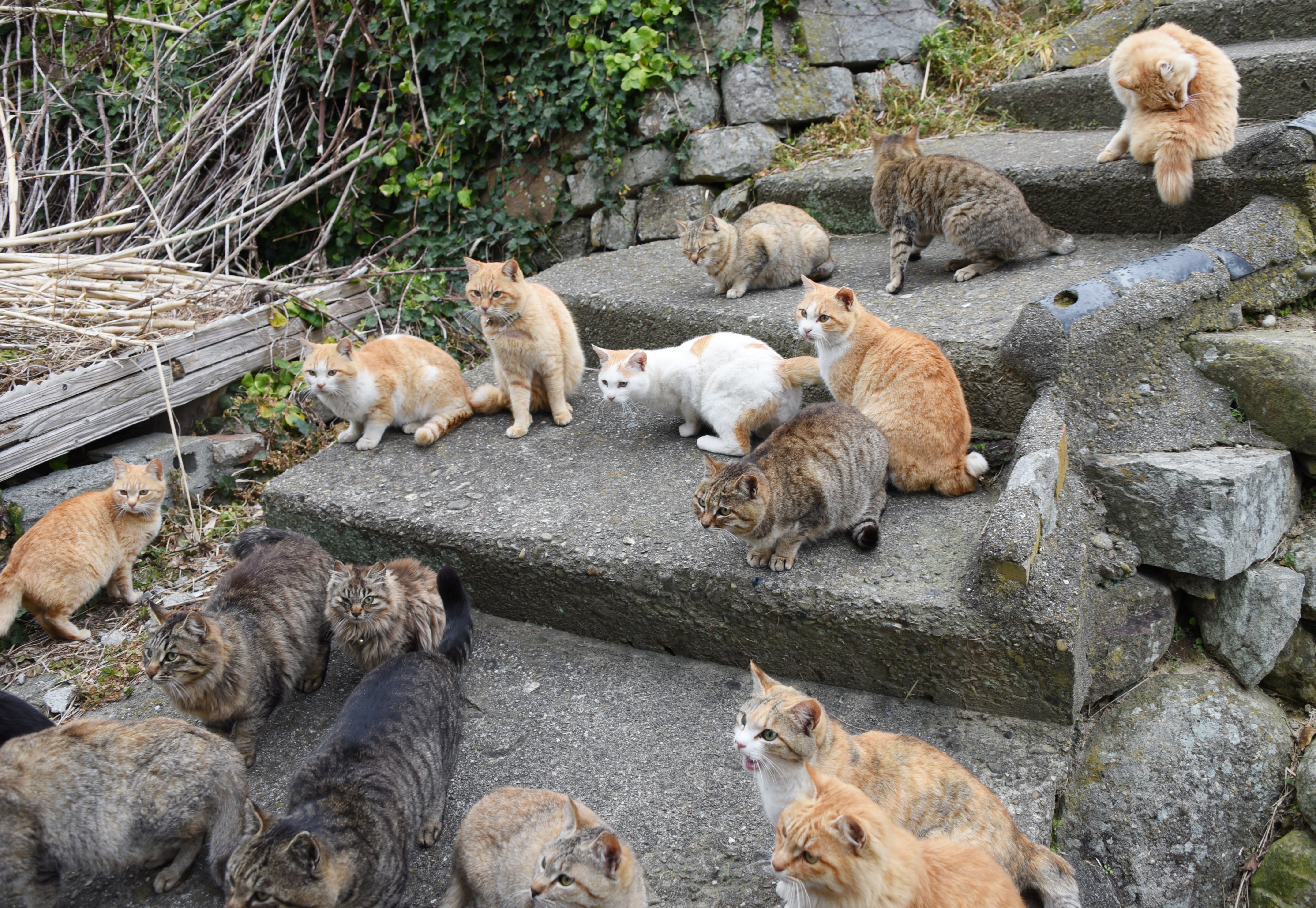猫の楽園！猫島・愛媛青島の猫70匹があと2年でいなくなる日｜かさこ
