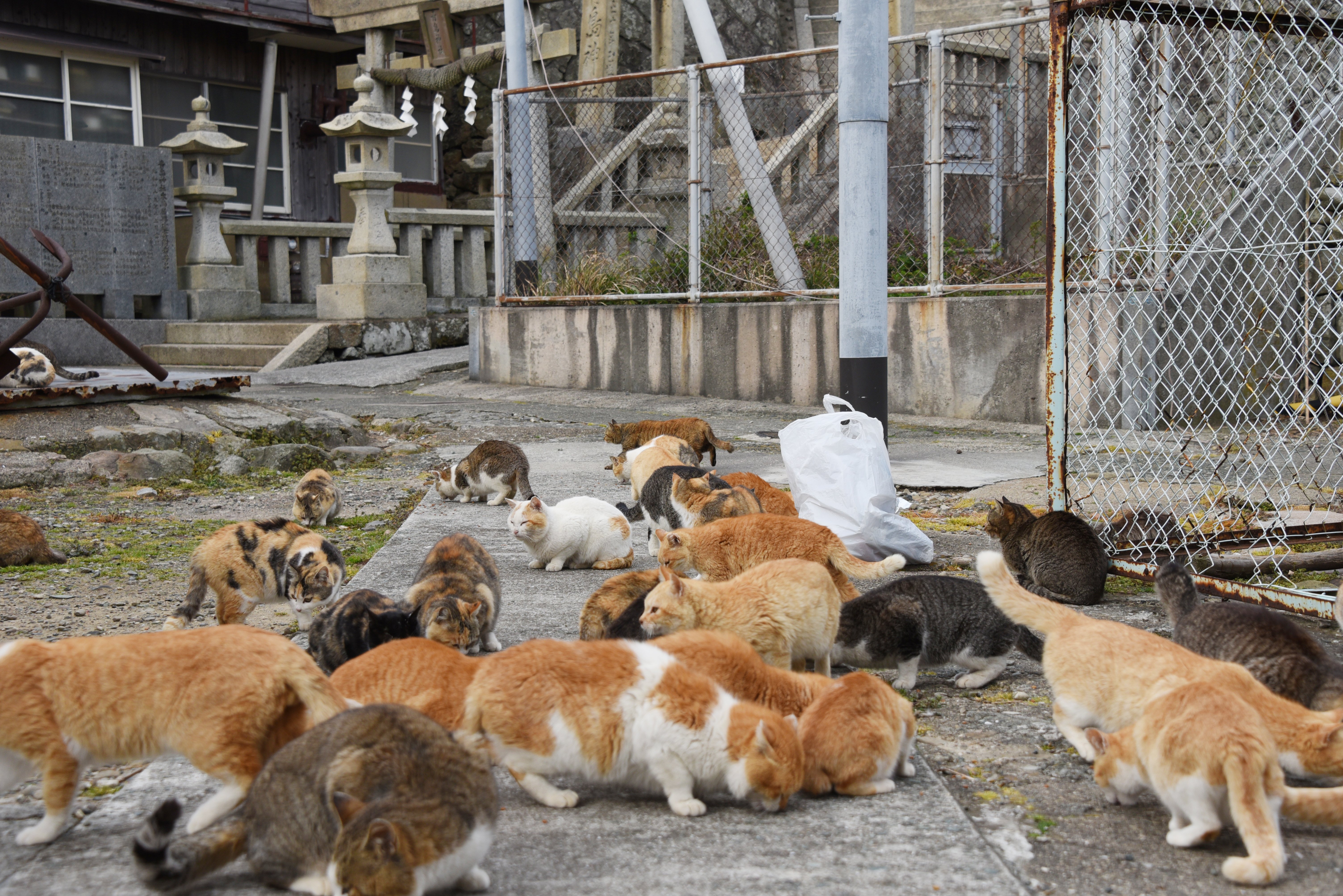猫の楽園！猫島・愛媛青島の猫70匹があと2年でいなくなる日｜かさこ