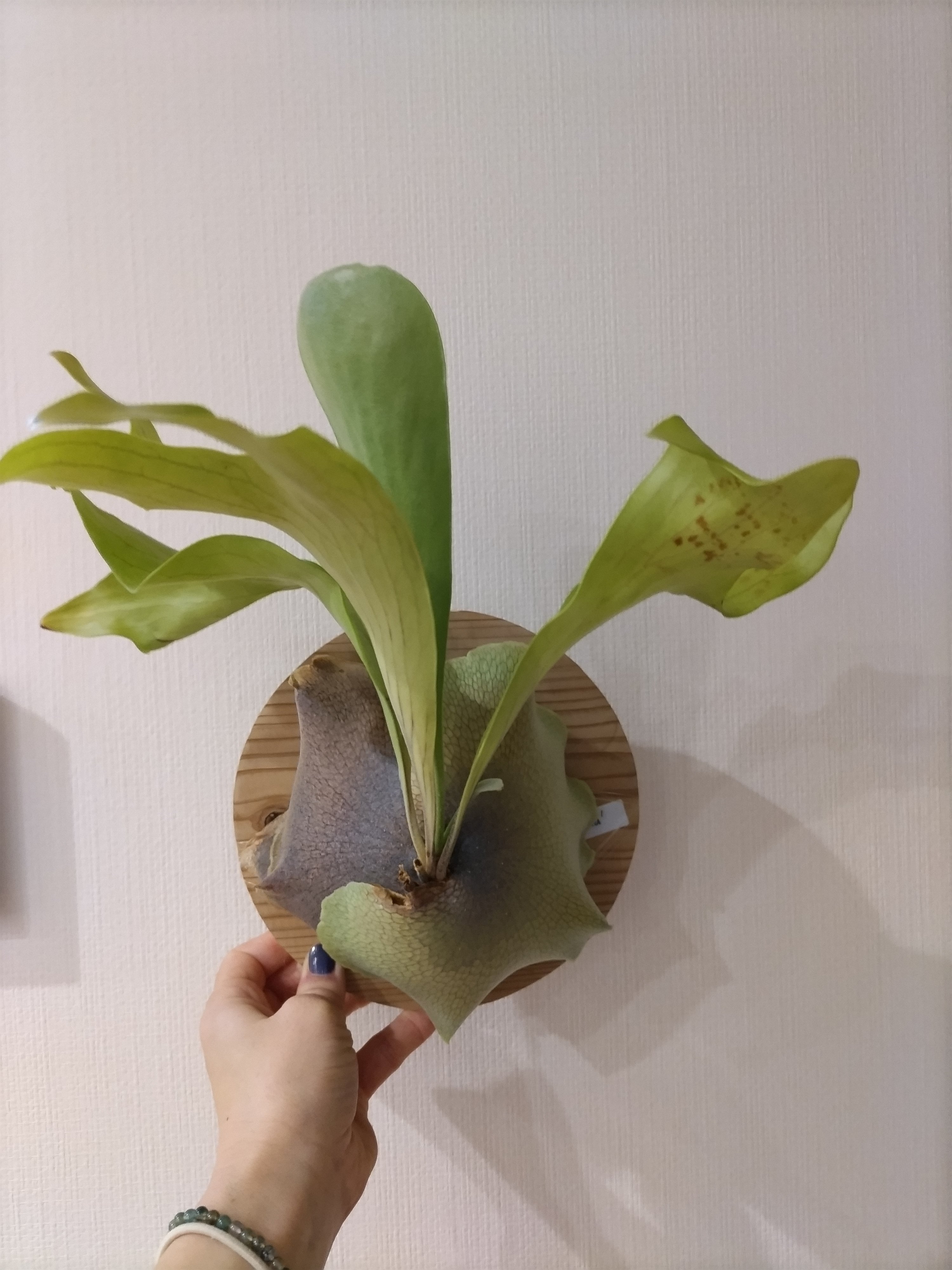 ビカクシダ大株 寝ん ヒリーパナマ