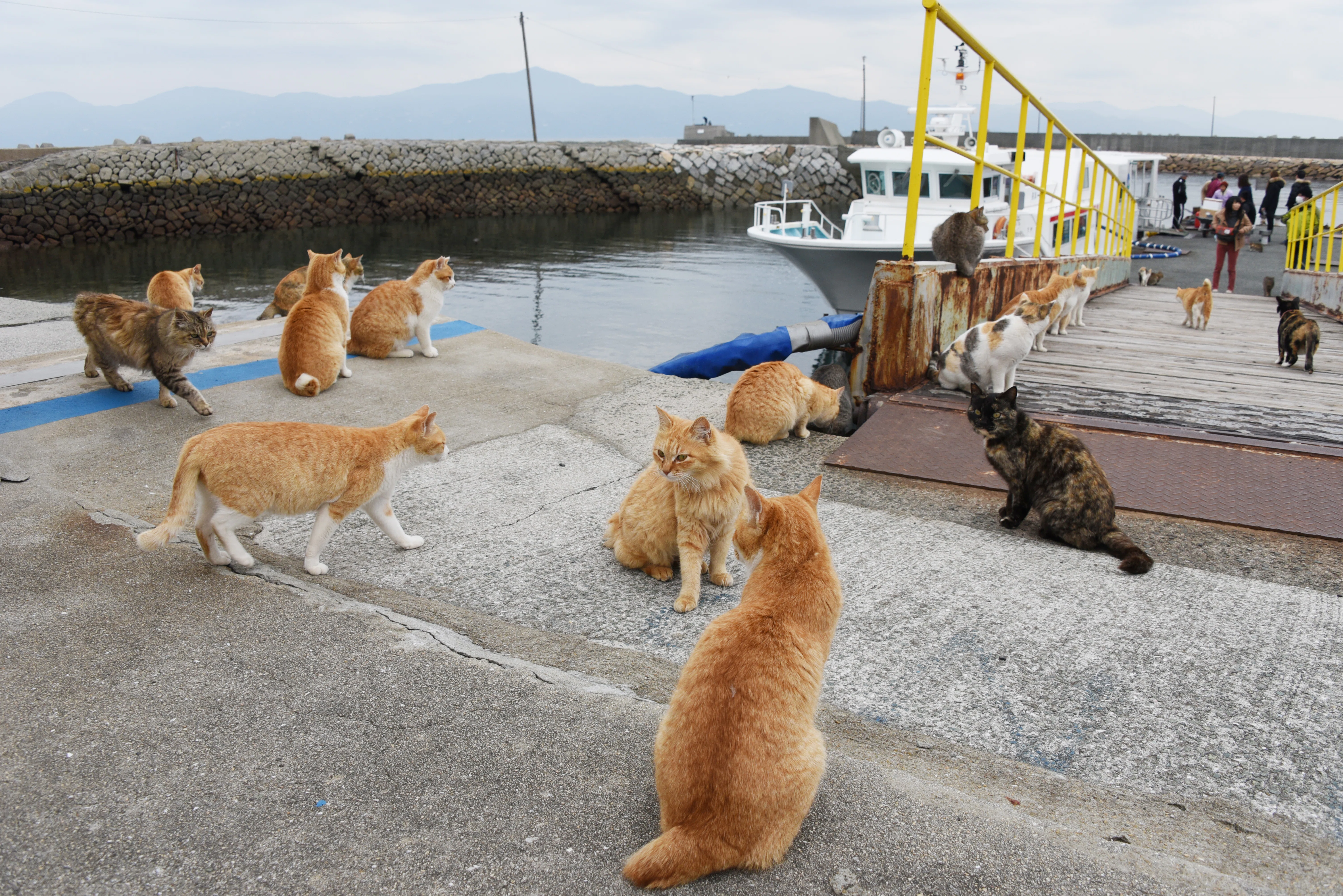 猫の楽園！猫島・愛媛青島の猫70匹があと2年でいなくなる日｜かさこ