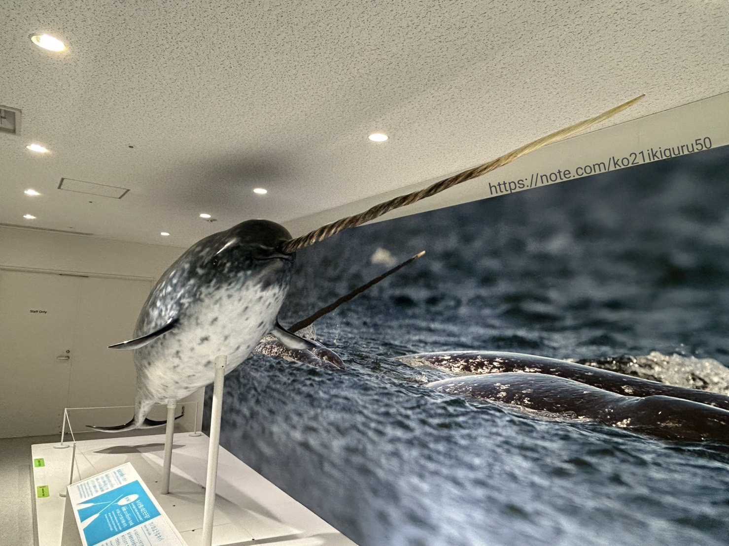 イッカク」牙から浮かぶ幻獣の姿｜いきものぐるり