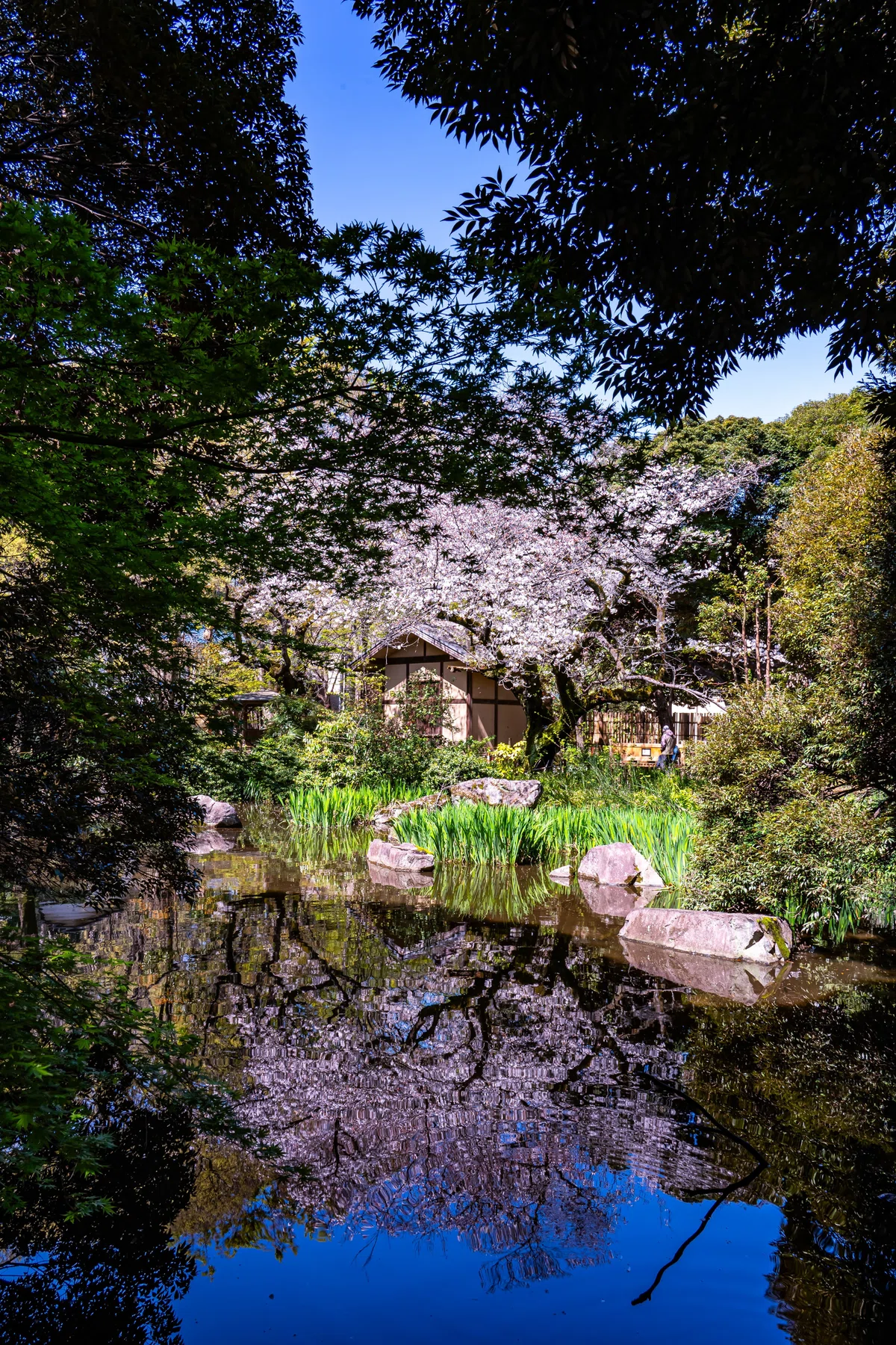 名主の滝公園~4月4日~|観光情報総合研究所 夢雨
